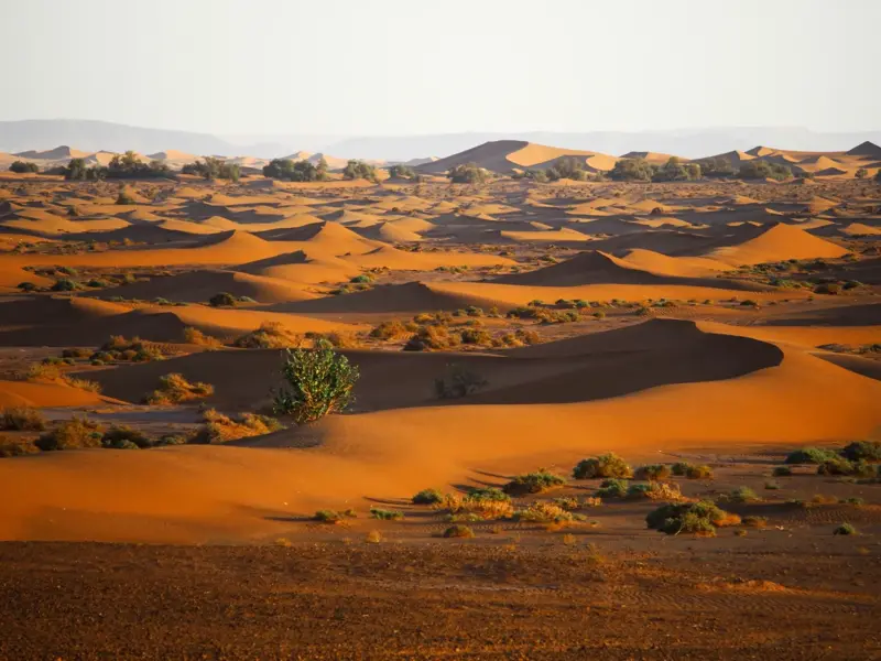 Weite Dünenlandschaft des Erg Chegaga in Marokko, beleuchtet von warmem Abendlicht mit grünen Büschen.