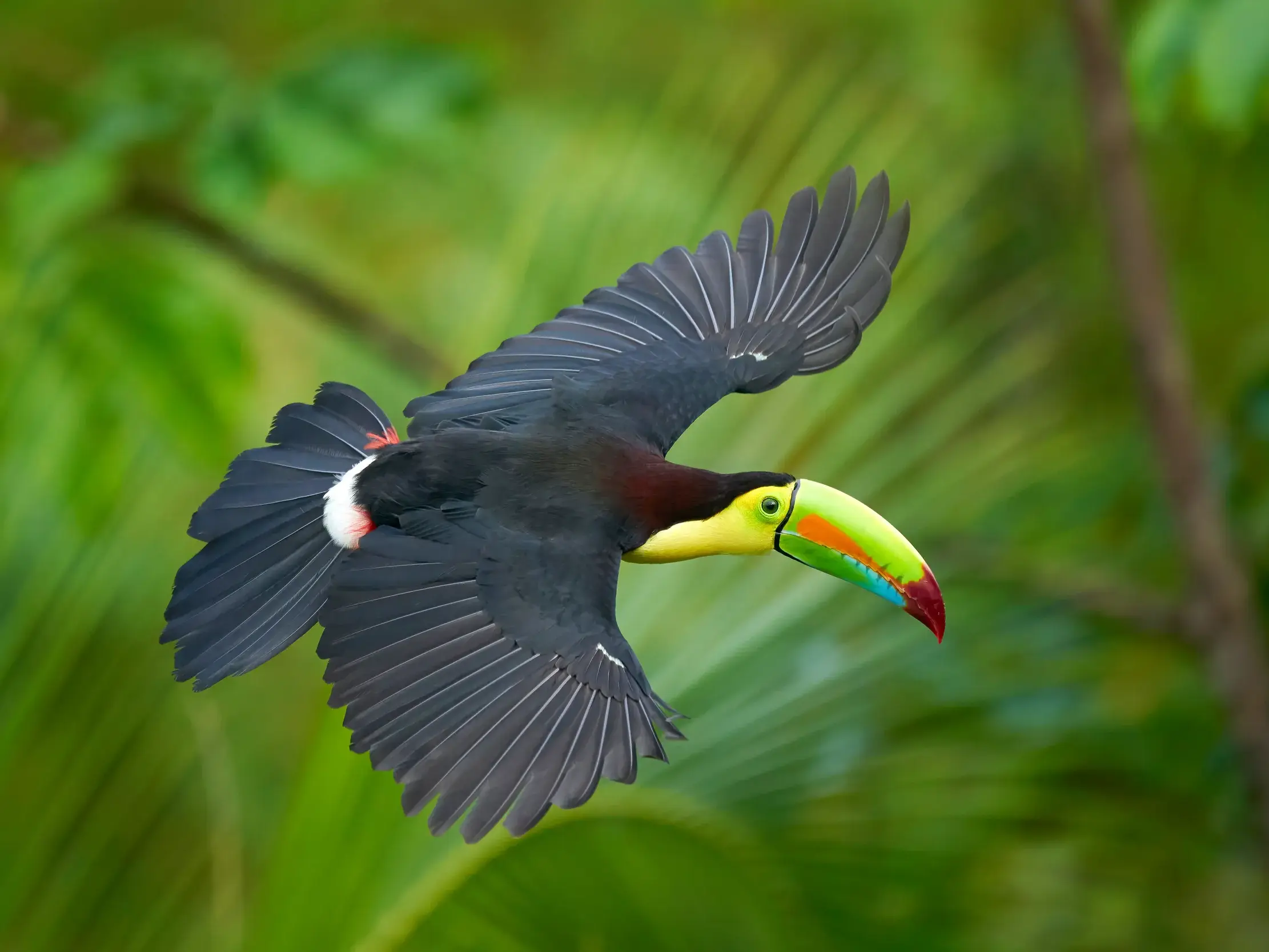 Ein farbenprächtiger Regenbogentukan fliegt mit weit ausgebreiteten Flügeln durch den üppig grünen Regenwald Brasiliens.