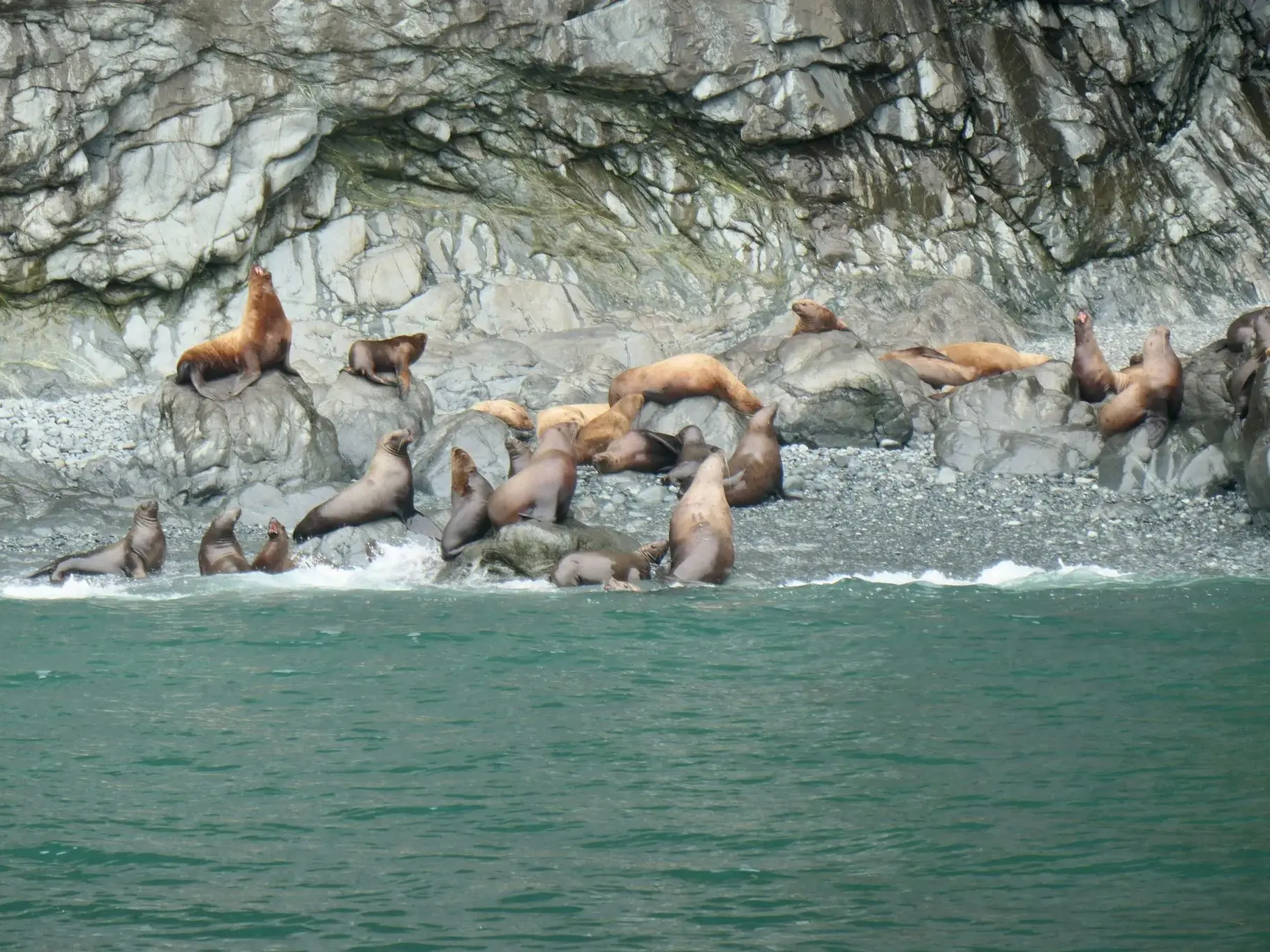 Eine Kolonie Stellerscher Seelöwen an der rauen Felsküste des Kenai Fjords Nationalparks in Alaska.