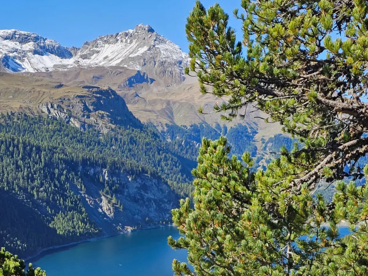 Aussichtspunkt beim Wandern mit Blick durch grüne Nadelbäume auf den tiefblauen Marmorerasee in den Graubündner Alpen.