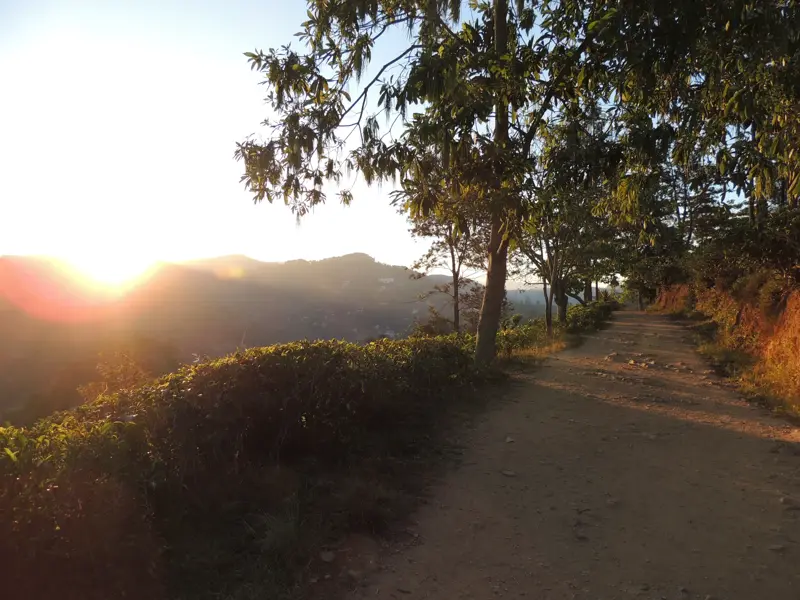 Wanderweg auf dem Little Adam's Peak in Ella, gesäumt von grünen Teebüschen im Licht der untergehenden Sonne Sri Lankas.