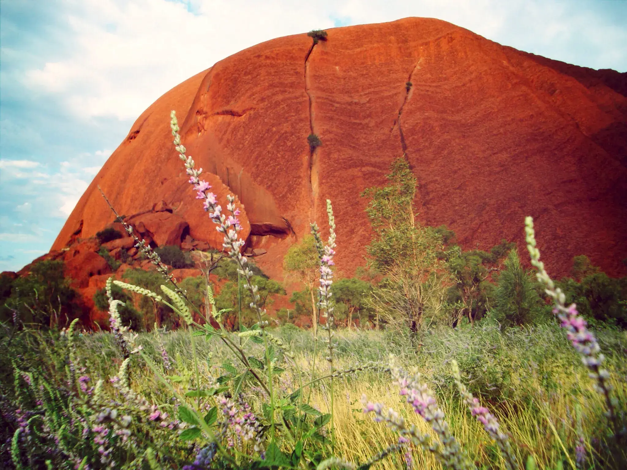 Der in Rottönen glühende Felsmonolith Uluru (Ayers Rock) bei Sonnenuntergang im australischen Outback, vorn Wildblumen.