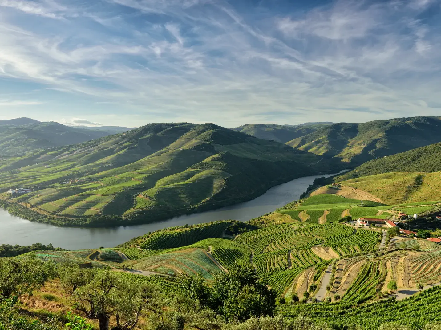 Panoramablick auf die terrassierten, grünen Weinberge, durch die sich der Fluss Douro im sonnigen Dourotal in Portugal schlängelt.