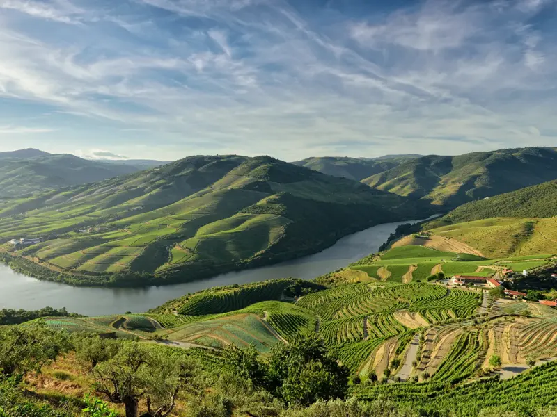 Panoramablick auf die terrassierten, grünen Weinberge, durch die sich der Fluss Douro im sonnigen Dourotal in Portugal schlängelt.