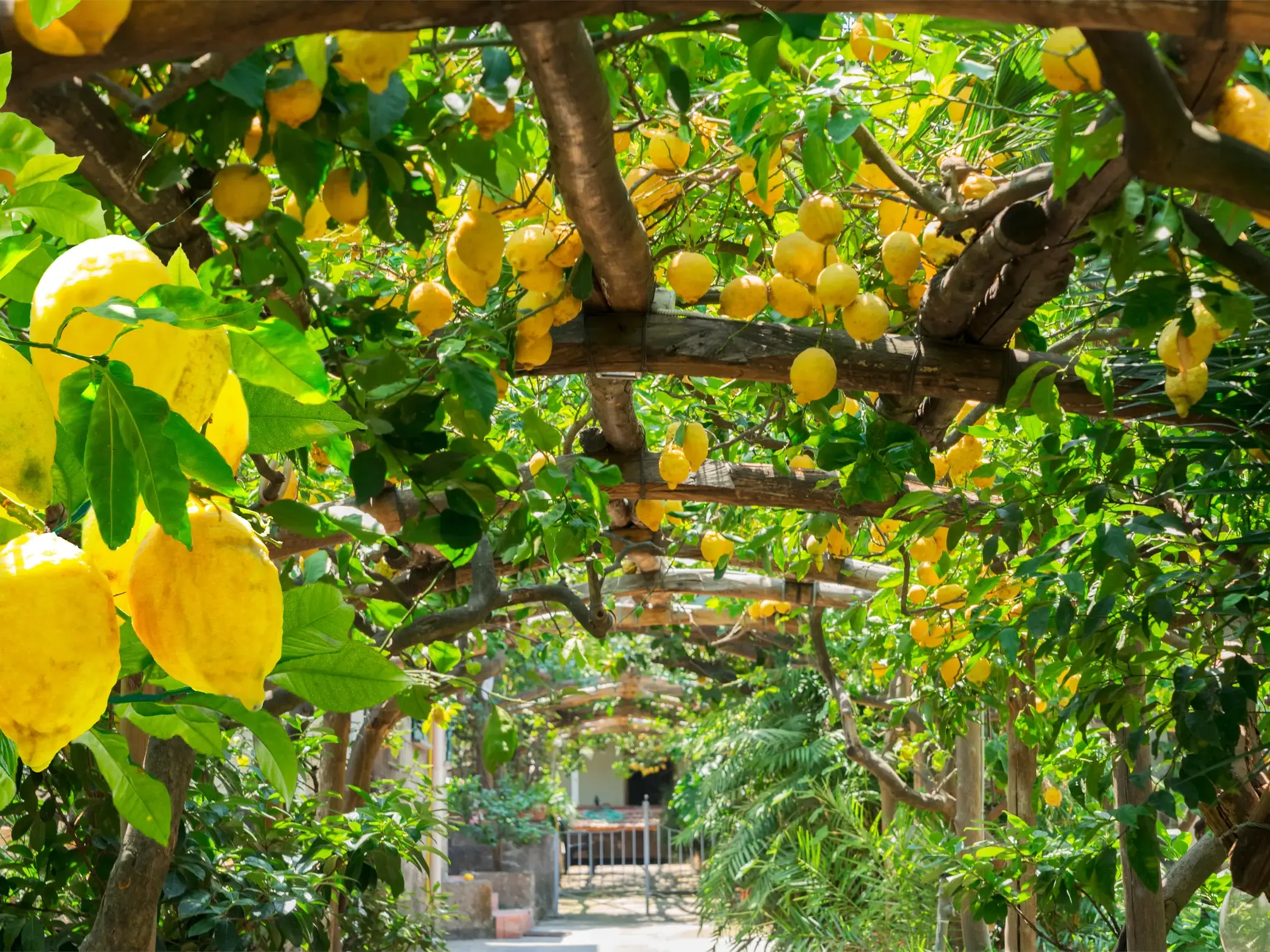 Üppige Amalfi-Zitronen hängen von einer Holzpergola über einem Weg auf dem Wanderweg Sentiero dei Limoni an der Amalfiküste.