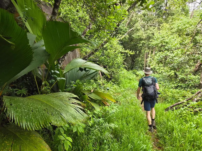 Ein Wanderer mit Rucksack erkundet auf einem schmalen Pfad den üppig grünen Regenwald auf den Seychellen.