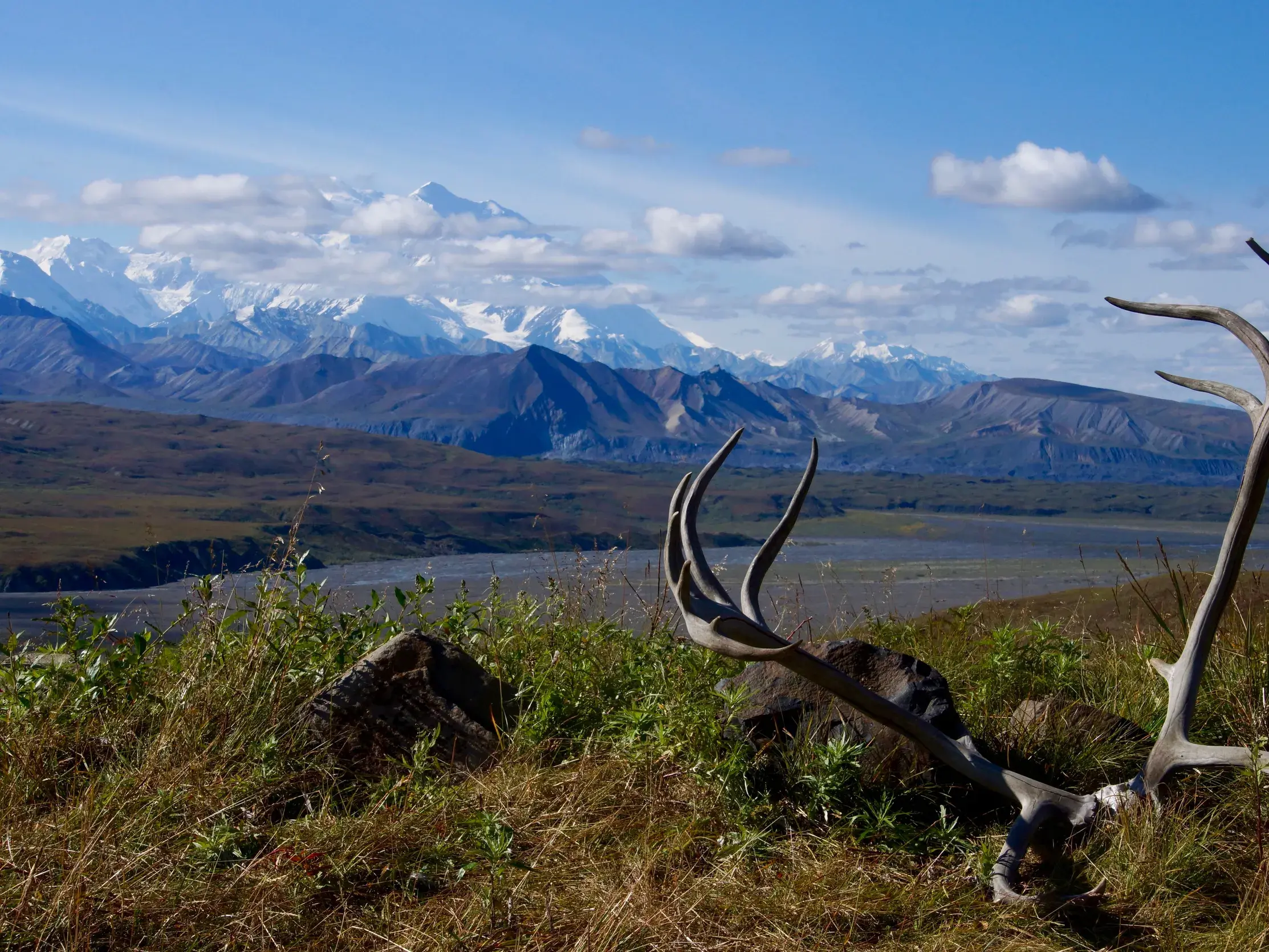 Ein Karibu-Geweih liegt im Gras der Tundra mit Blick auf die schneebedeckte Alaska Range im Denali Nationalpark in Alaska.