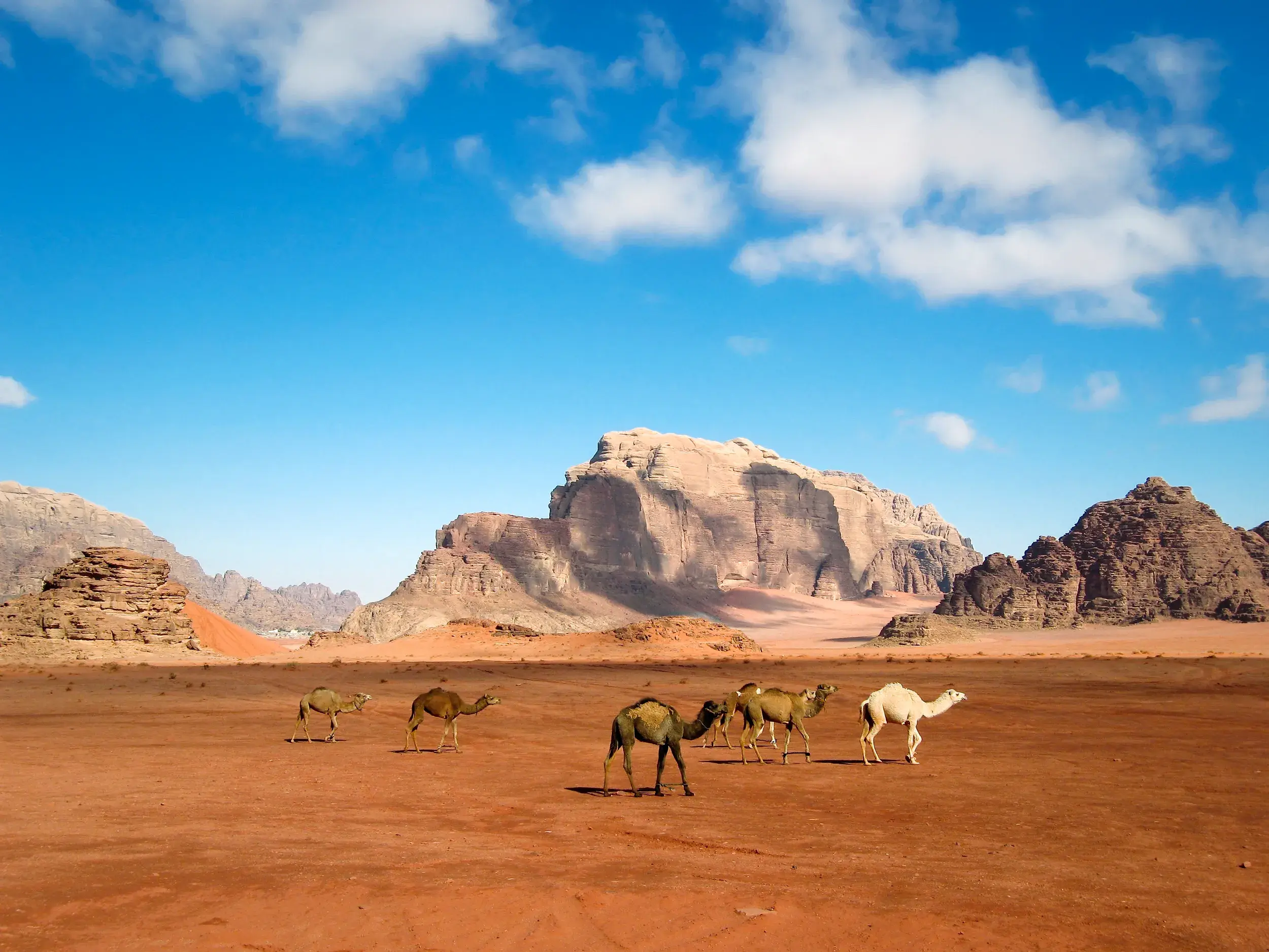 Eine Herde Kamele durchquert die weite, rote Sandwüste des Wadi Ram in Jordanien vor bizarren Felsmassiven.