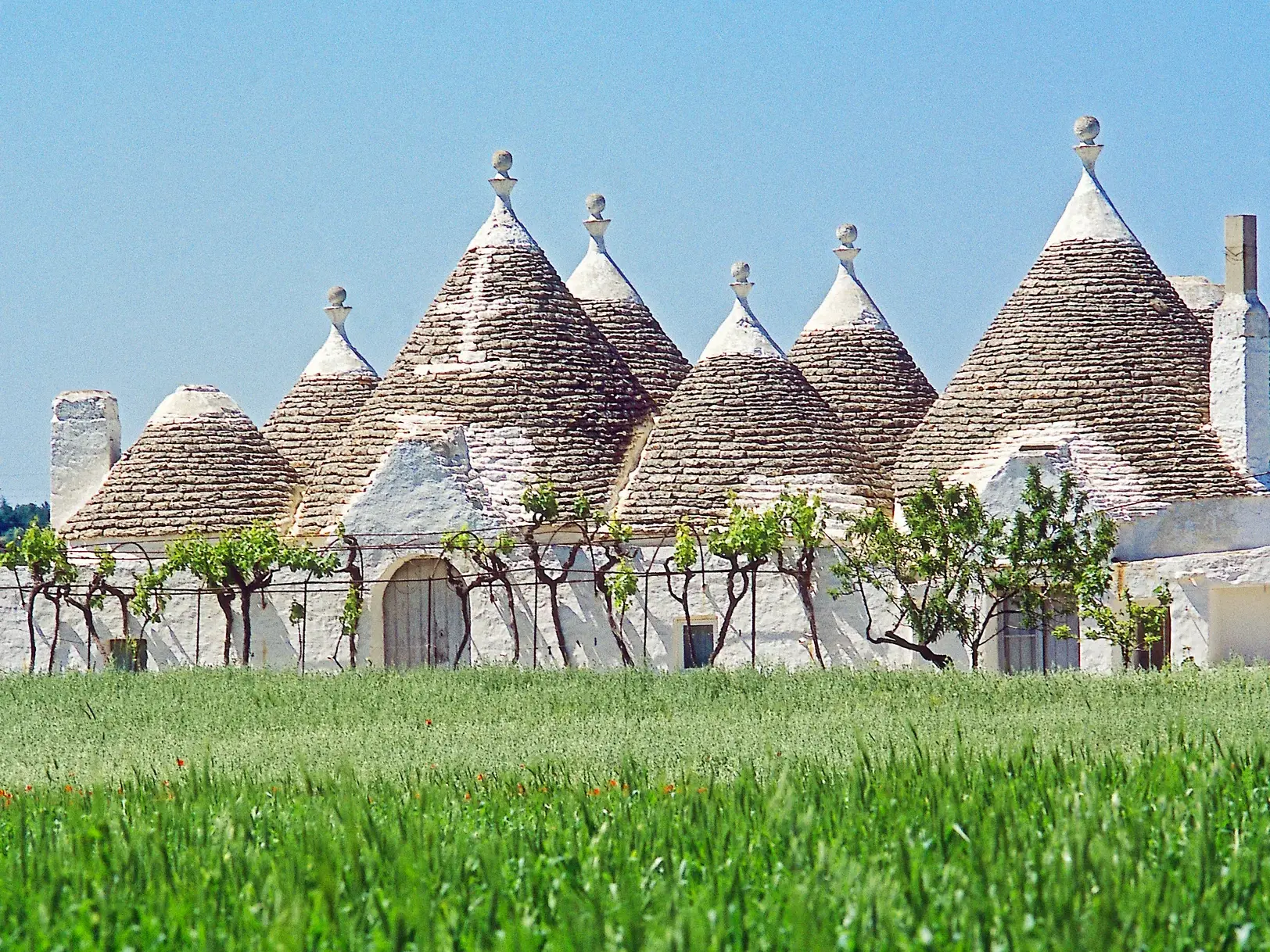 Traditionelle Trulli-Häuser mit Zipfelmützendächern in Alberobello, Apulien, hinter einem grünen Feld bei strahlendem Sonnenschein.