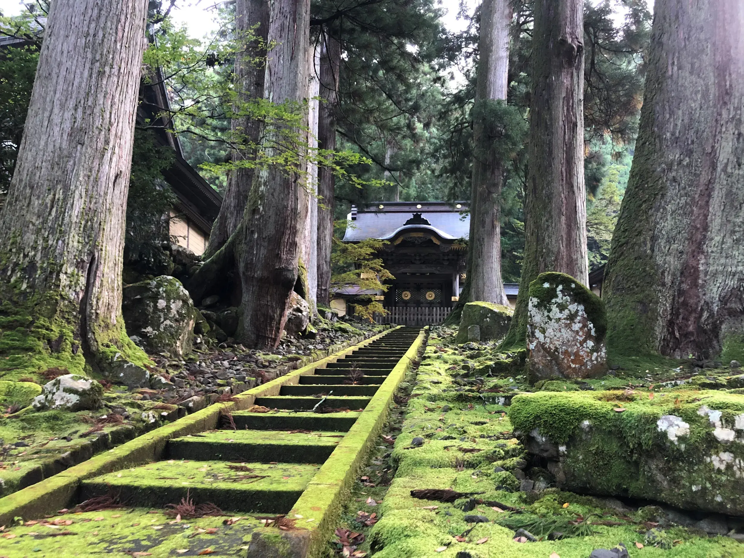 Eine lange, moosbewachsene Steintreppe führt bei einer Wanderung durch einen Zedernwald hinauf zur Tempelanlage Eihei-ji in Japan.