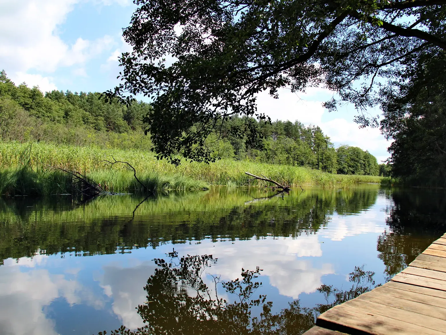 Ruhiger Flusslauf der Krutynia in Polen von einem Holzsteg aus gesehen, umgeben von Schilf und dichten Wäldern Masurens.