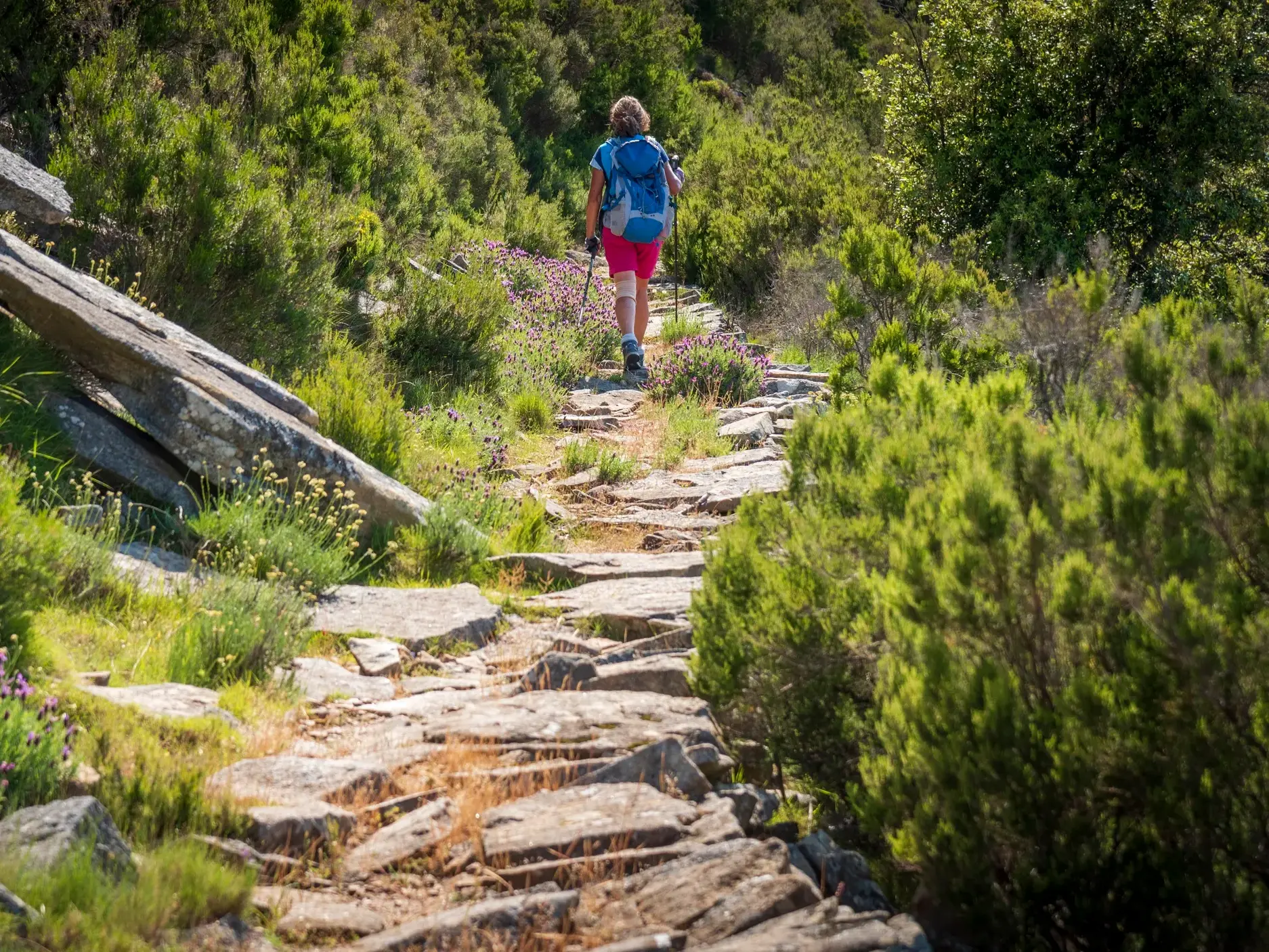 Wanderin mit Rucksack beim Trekking auf dem felsigen GTE-Pfad durch die blühende mediterrane Macchia auf Elba.