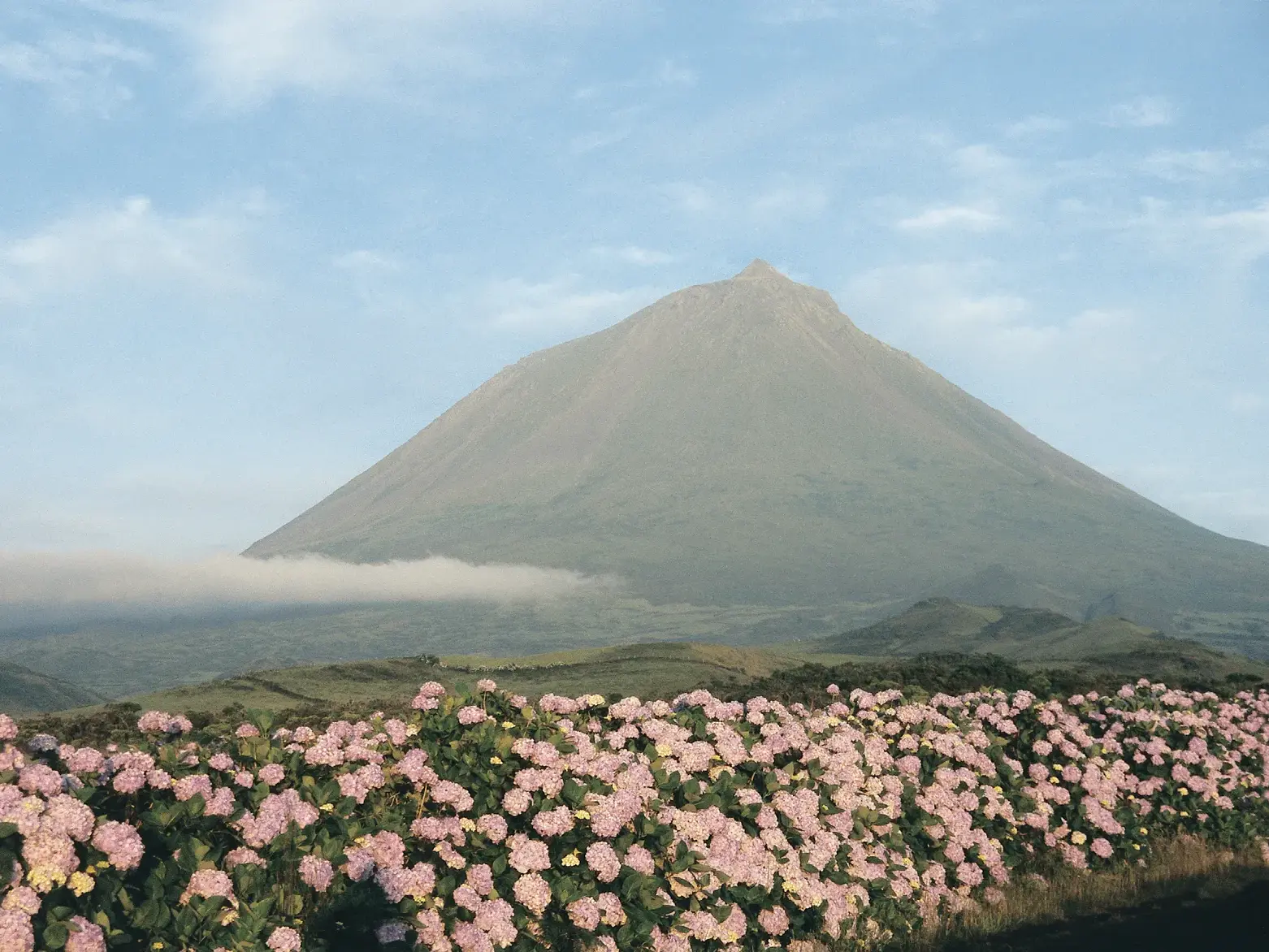 Blühende rosa Hortensien im Vordergrund mit Blick auf den majestätischen Vulkan Pico auf der Azoren-Insel Pico.