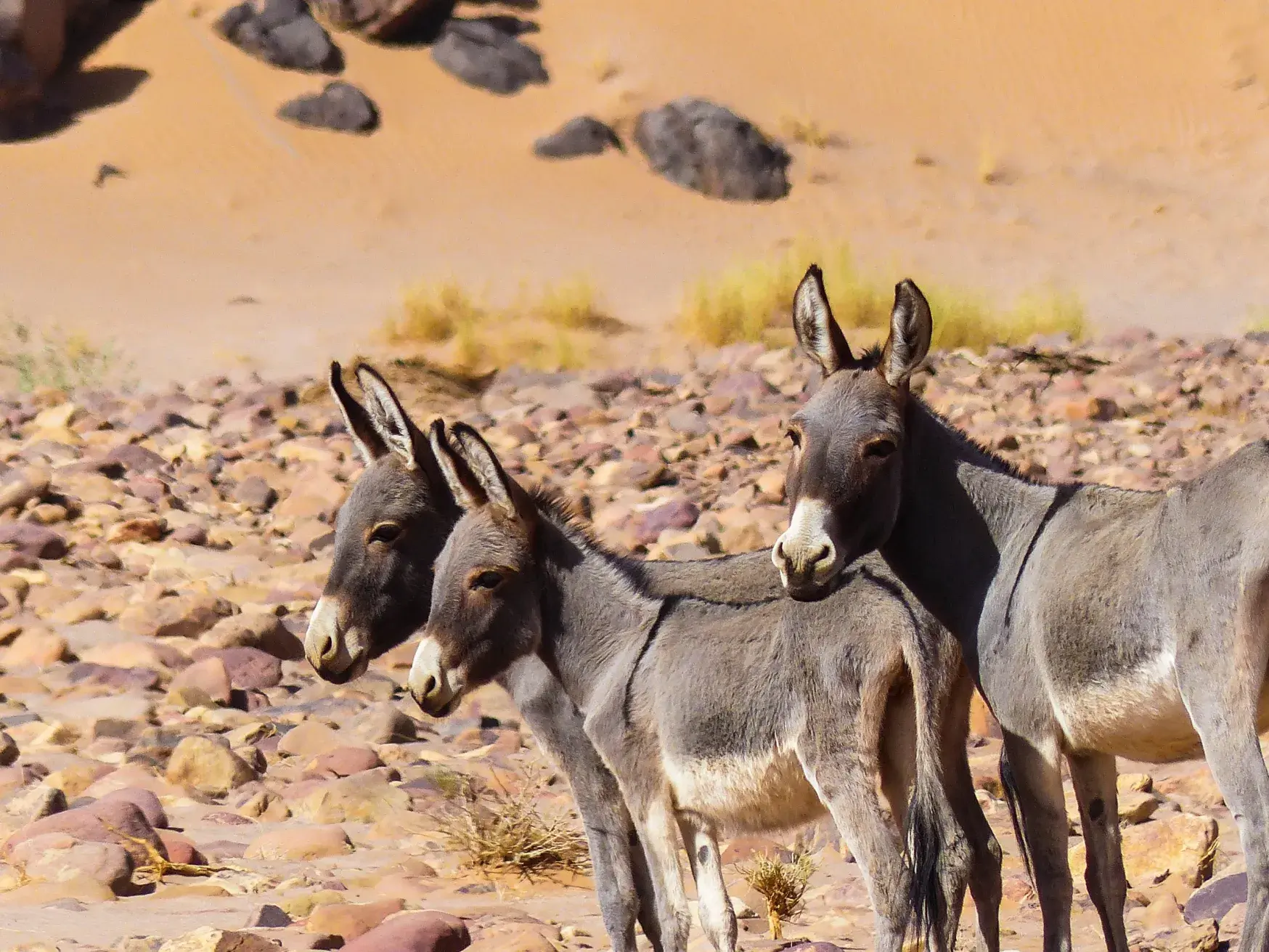 Drei graue Esel stehen eng zusammen in der felsigen Wüstenlandschaft des Tassili n'Ajjer in Algerien.