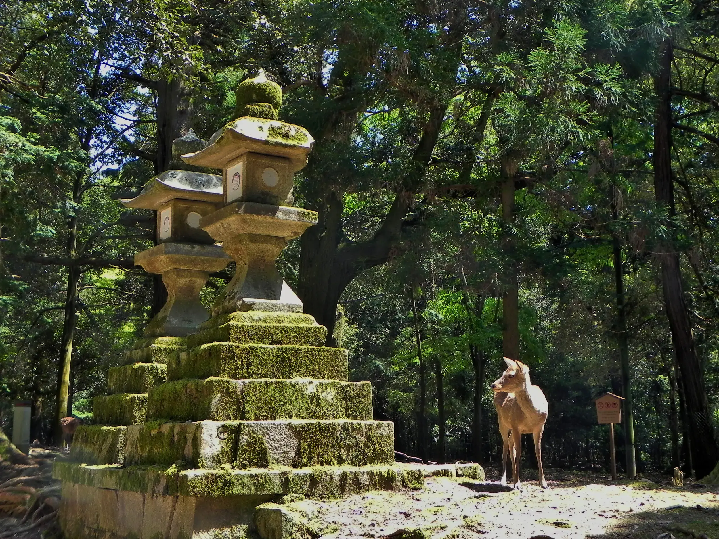 Ein freilaufender Shika-Hirsch, Bote der Götter, neben einer alten Steinlaterne auf dem Weg zum Kasuga-Taisha-Schrein in Nara.