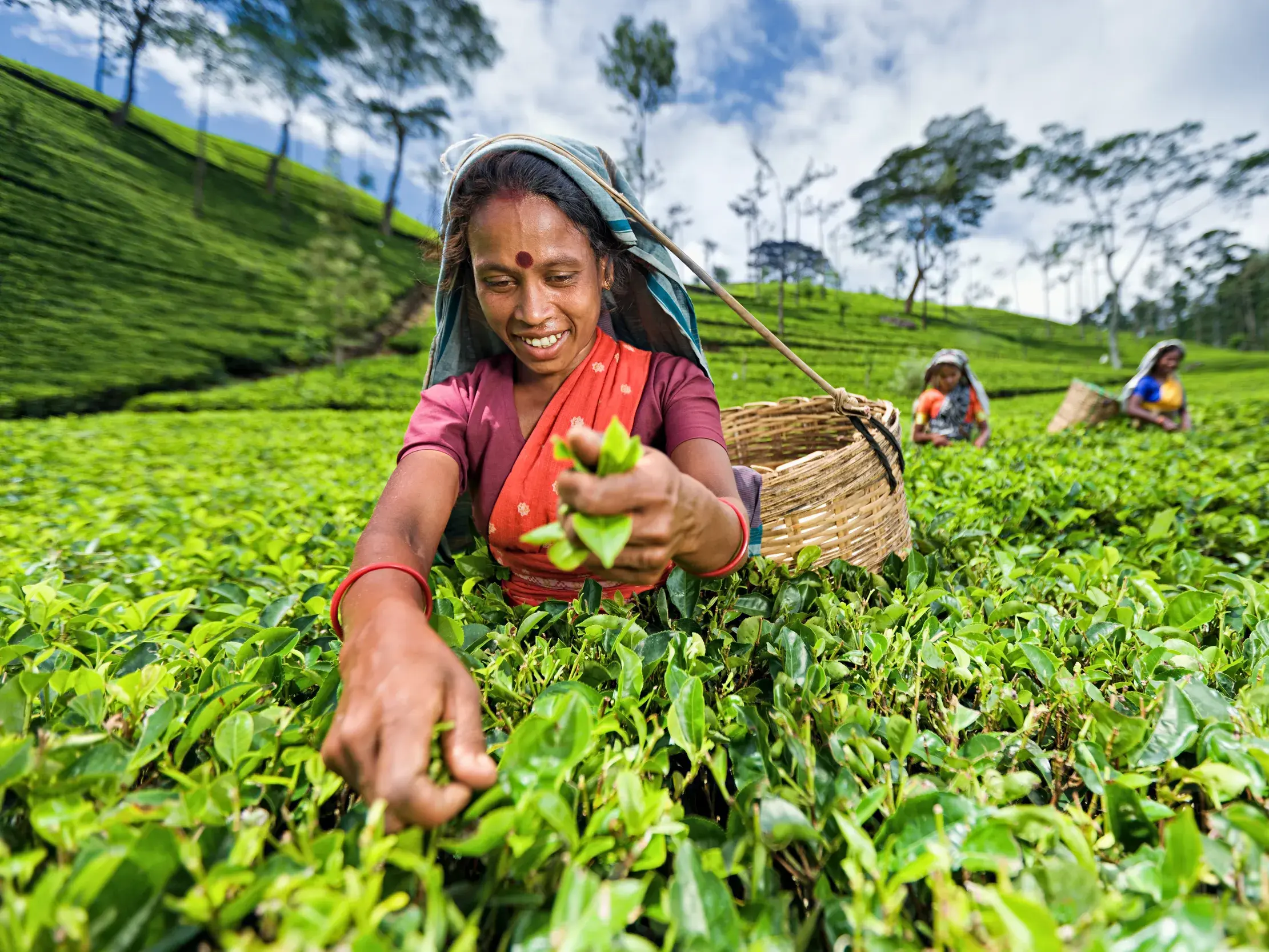 Lächelnde Teepflückerin im Sari erntet von Hand frische, grüne Teeblätter auf einer Plantage im Hochland von Nuwara Eliya.