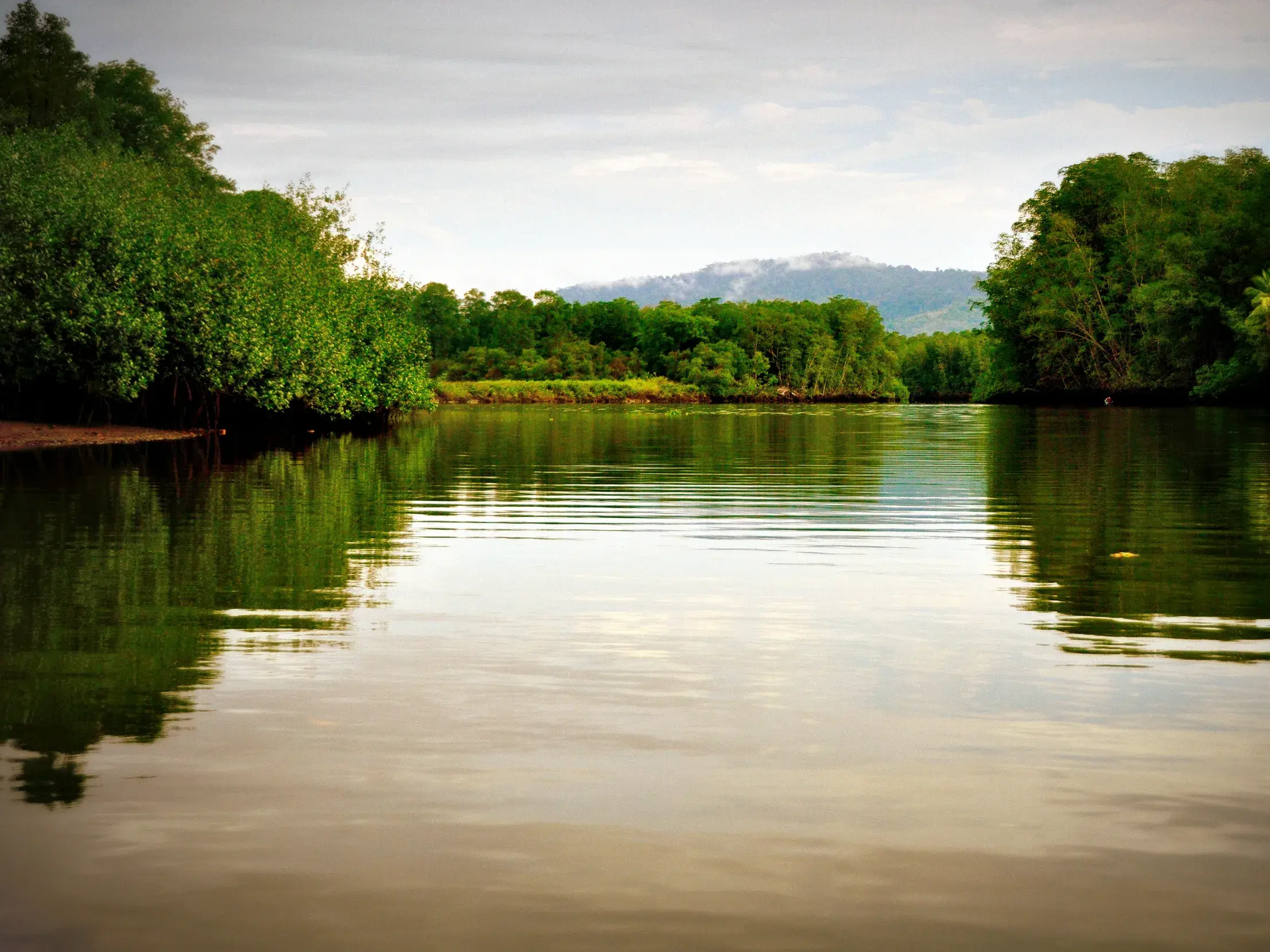 Bootsfahrt auf dem Sierpe Fluss zum Corcovado-Nationalpark in Costa Rica mit Blick auf dichte, grüne Mangrovenwälder am Ufer.