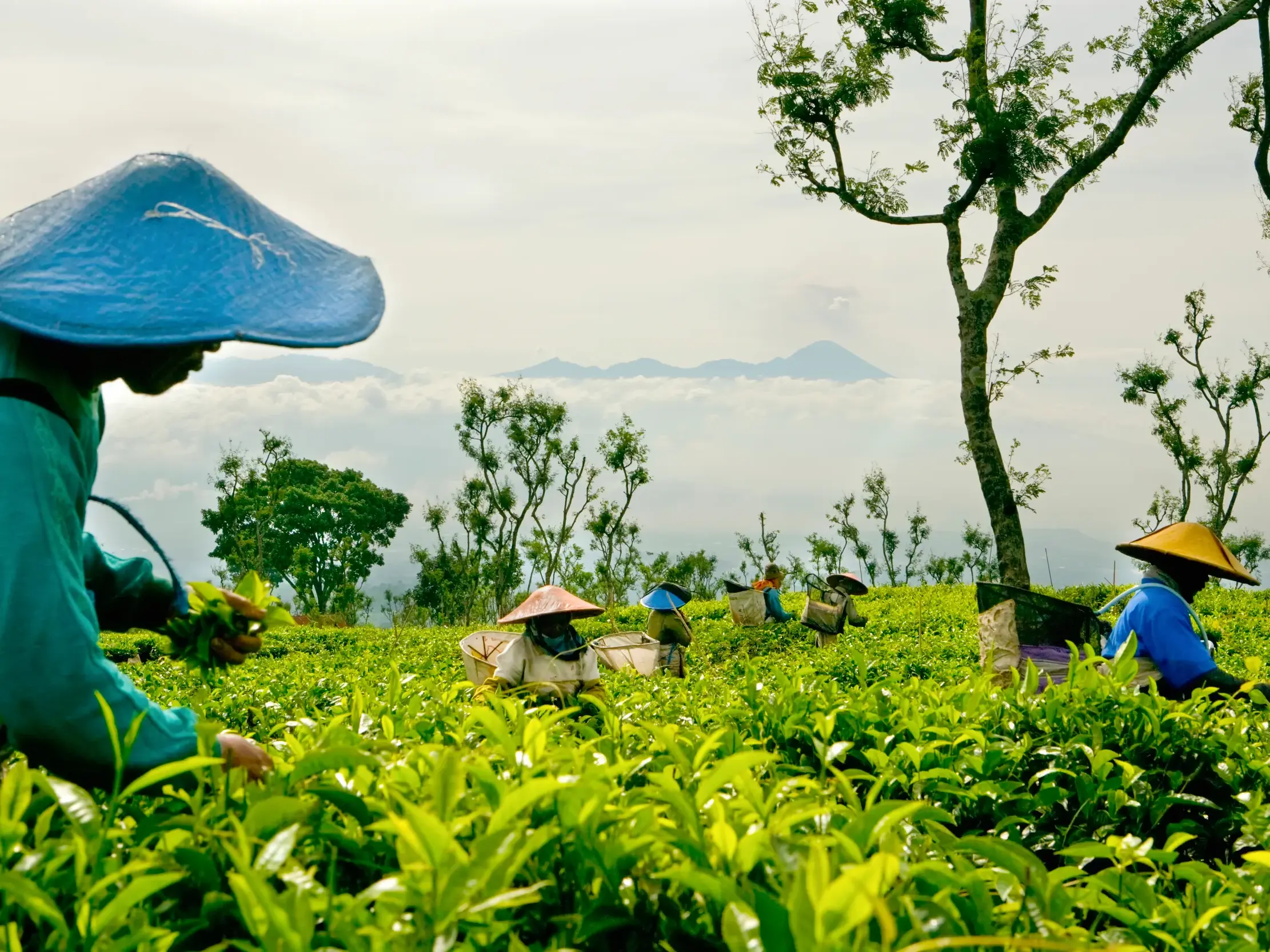 Teepflücker bei der Ernte auf einer grünen Plantage auf Java, im Hintergrund ein von Wolken umgebener Vulkan.