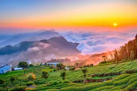 Leuchtende Teeplantagen im Alishan-Gebirge in Taiwan bei Sonnenaufgang über einem dichten Meer aus Wolken und Berggipfeln.