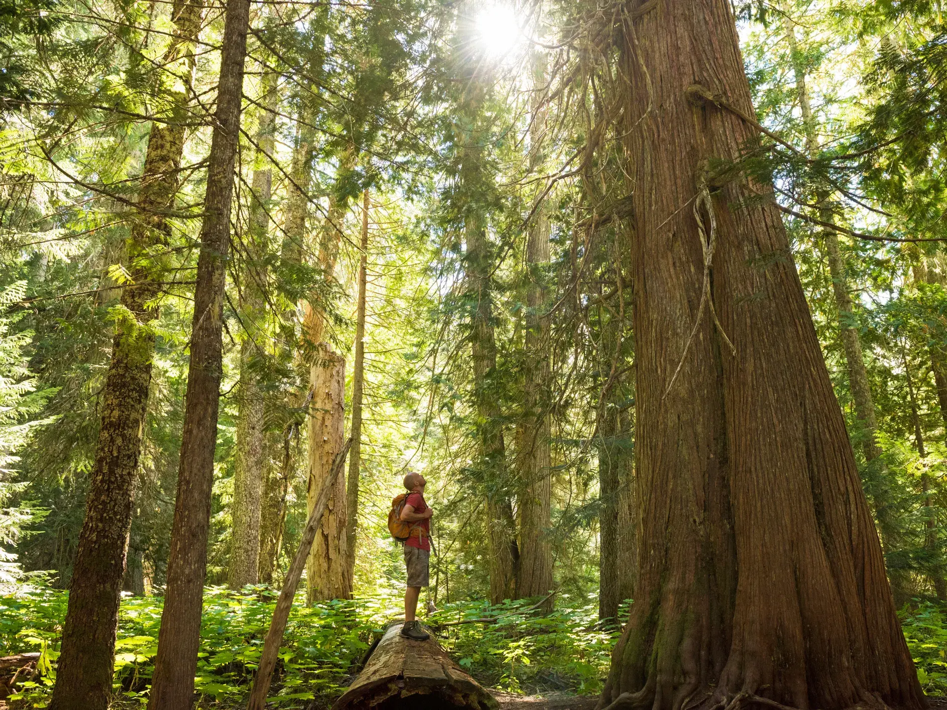Wanderer mit Rucksack bestaunt auf einem Baumstamm die riesigen Bäume im sonnendurchfluteten Cathedral Grove, Westkanada.