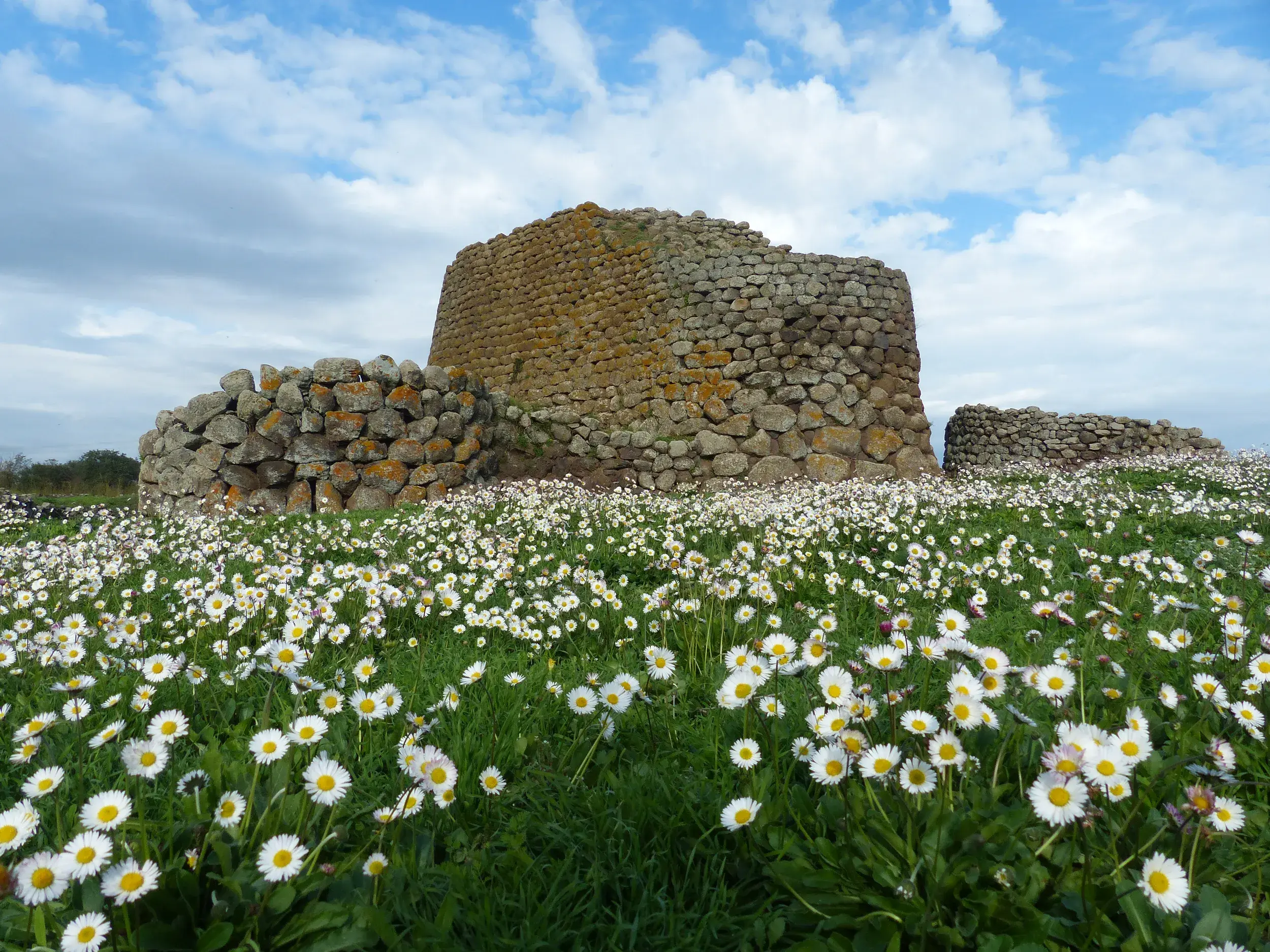Eine historische Nuraghen-Ruine auf Sardinien, umgeben von einem Meer aus Gänseblümchen auf einer saftig grünen Wiese.