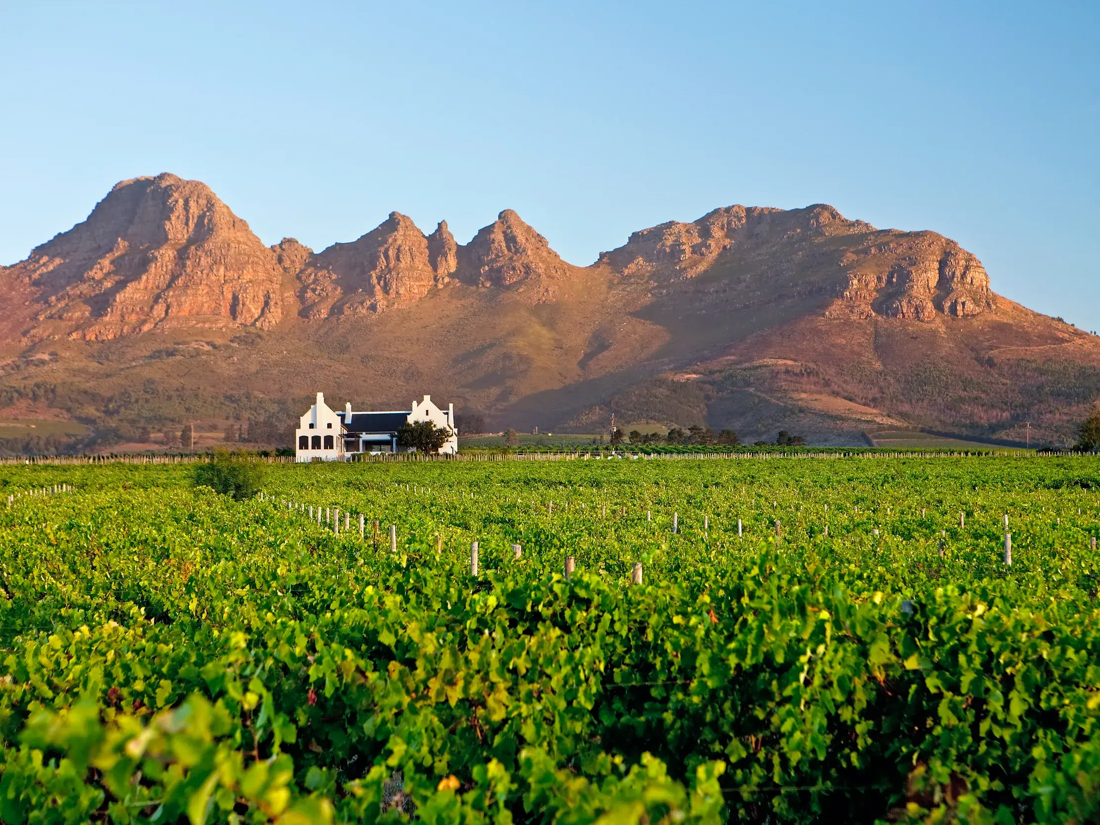 Weißes kapholländisches Weingut inmitten grüner Weinreben in Stellenbosch vor einer beeindruckenden Bergkulisse in Südafrika lädt zu einer Weinprobe ein.