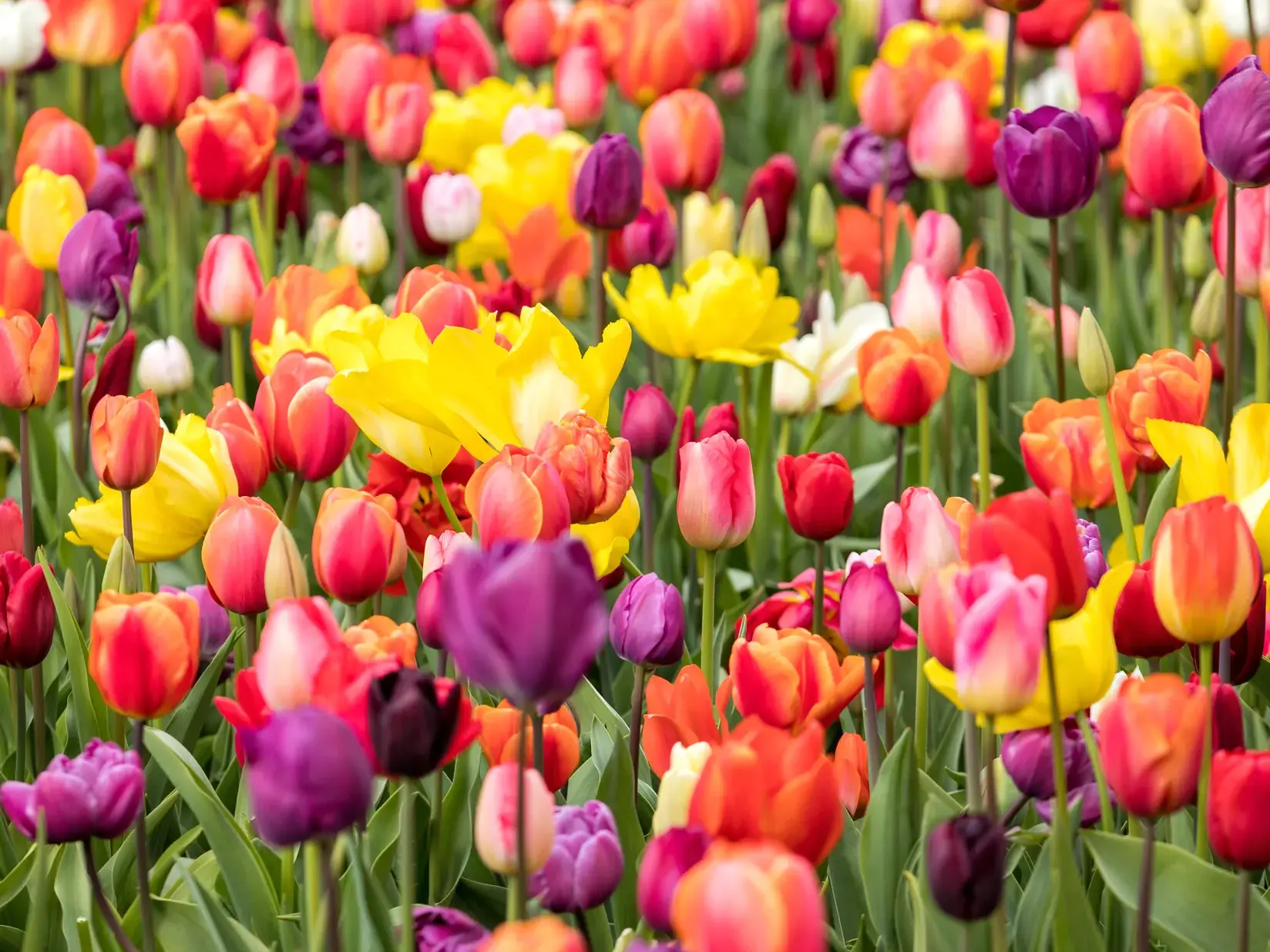 Farbenprächtige Tulpen in Gelb, Rot und Violett auf einem Feld in den Niederlanden, Symbol der Hollandromantik.