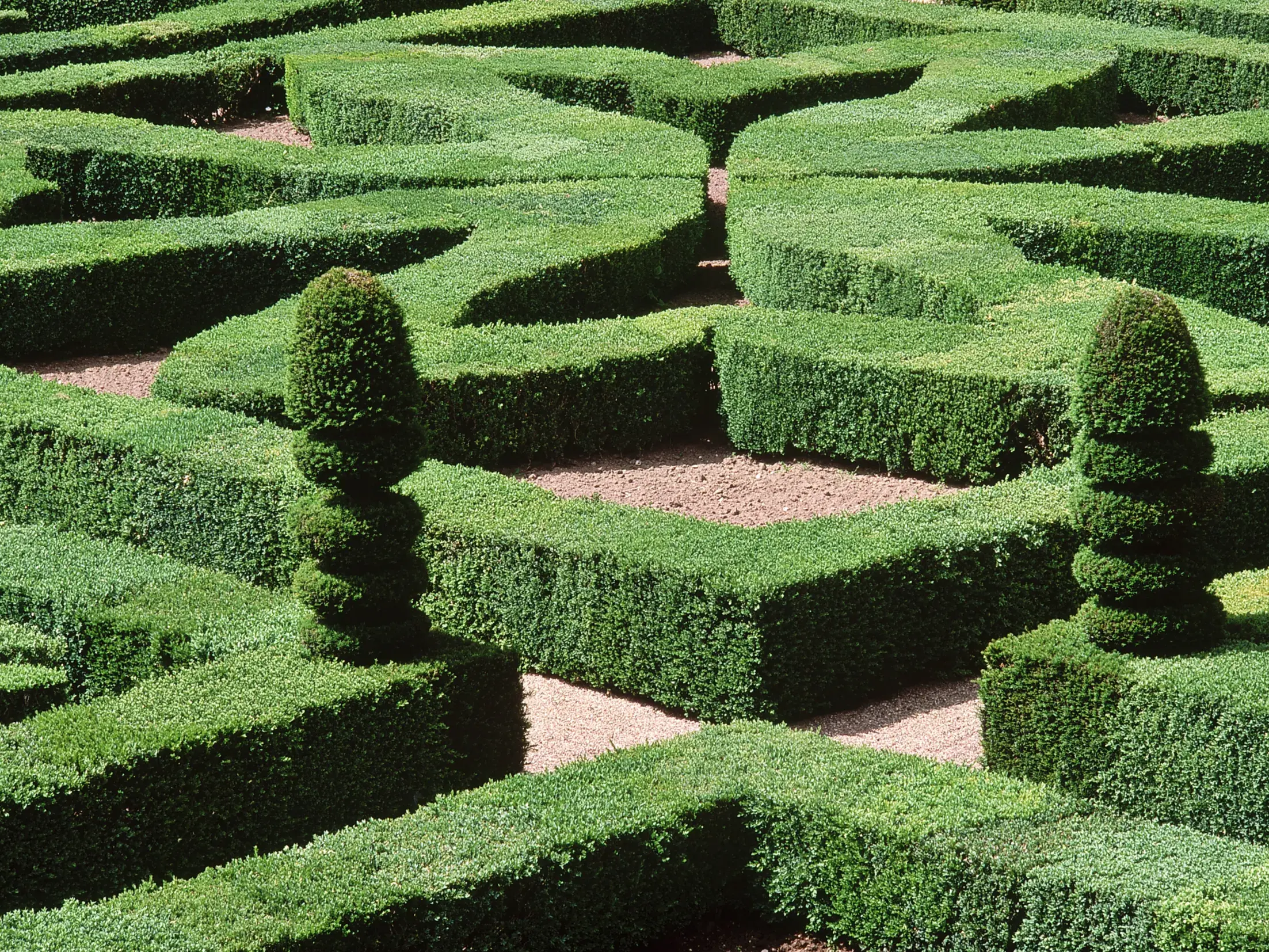 Geometrisch geschnittene Buchsbaumhecken und Formschnittbäume im berühmten Renaissancegarten von Schloss Villandry im Loiretal.