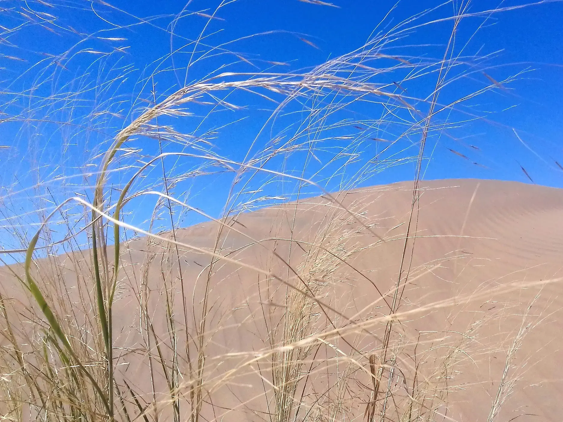 Filigranes Wüstengras im Wind vor einer sonnenbeschienenen Sanddüne in der usbekischen Kyzylkum-Wüste bei blauem Himmel.