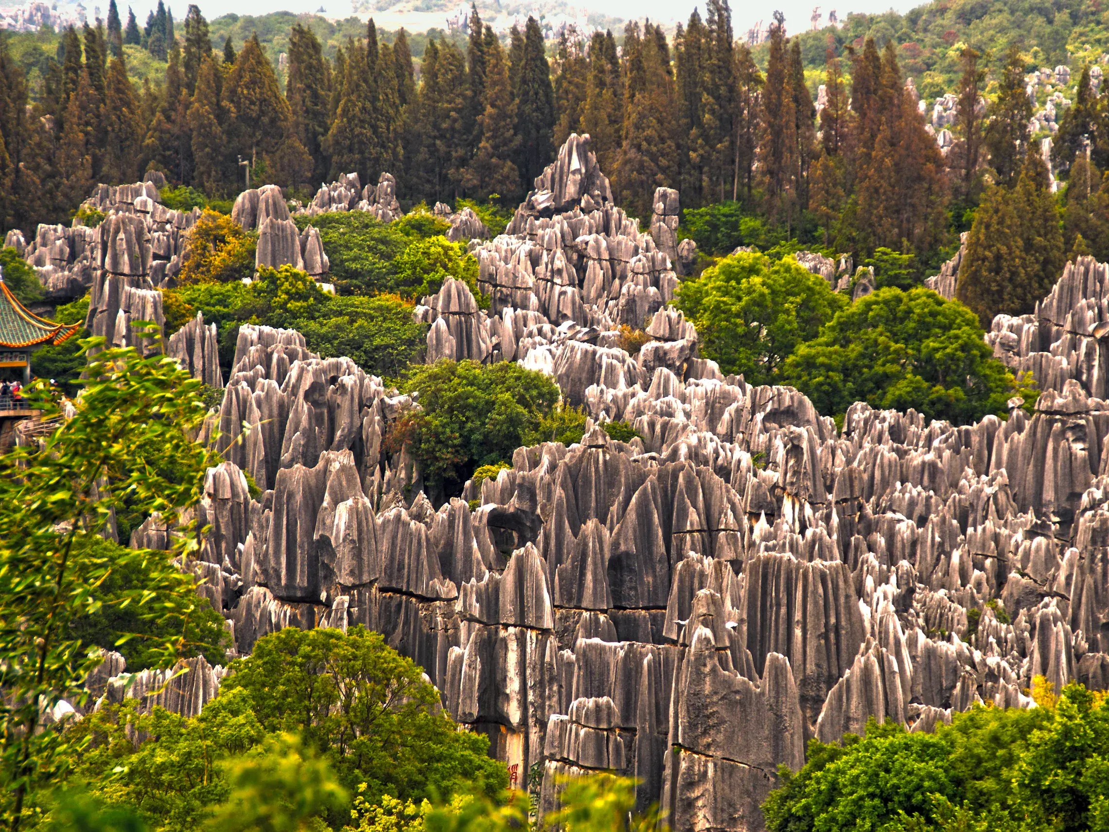 Die bizarren, säulenartigen Kalksteinfelsen des Steinwalds bei Kunming in China, einem beeindruckenden UNESCO-Weltnaturerbe.