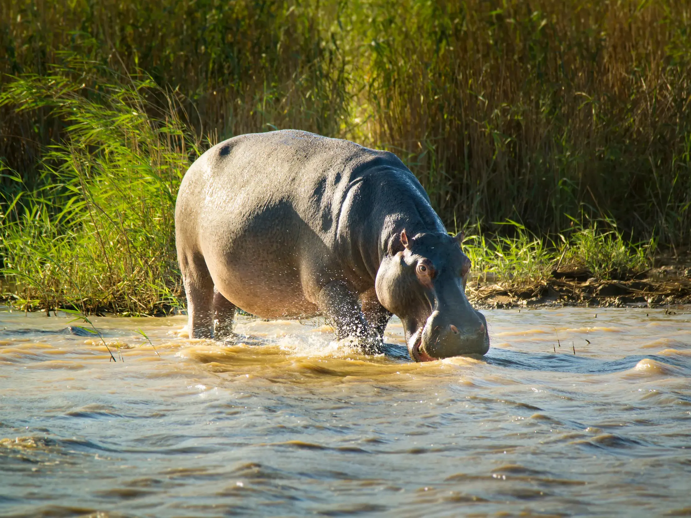 Großes Flusspferd watet bei einer Bootstour im iSimangaliso Wetland Park in Südafrika durch das trübe Wasser.