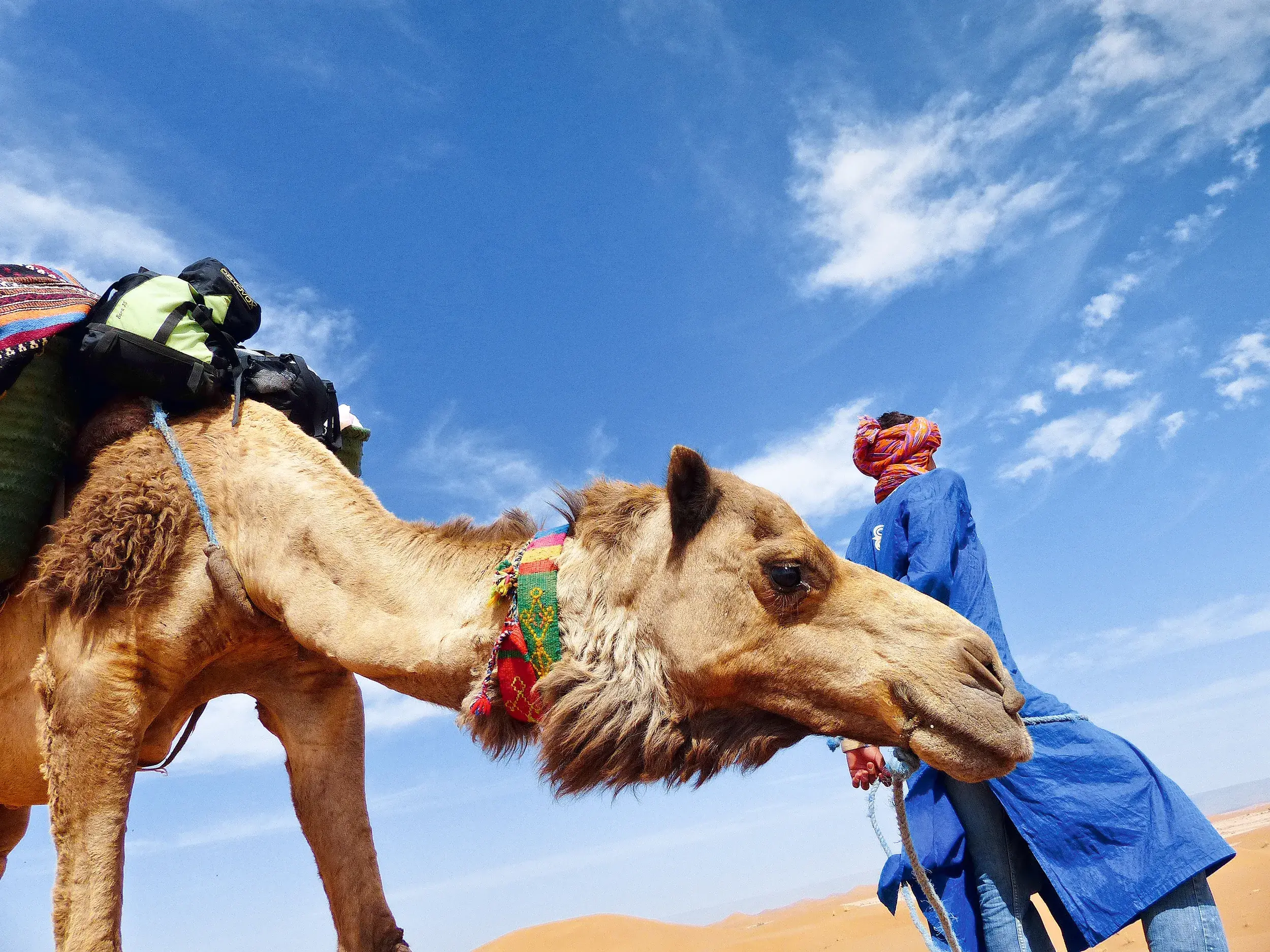 Ein Berber-Führer in blauer Djellaba leitet ein beladenes Dromedar bei einem Wüstentrekking durch die marokkanische Sahara.