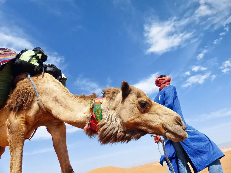 Ein Berber-Führer in blauer Djellaba leitet ein beladenes Dromedar bei einem Wüstentrekking durch die marokkanische Sahara.