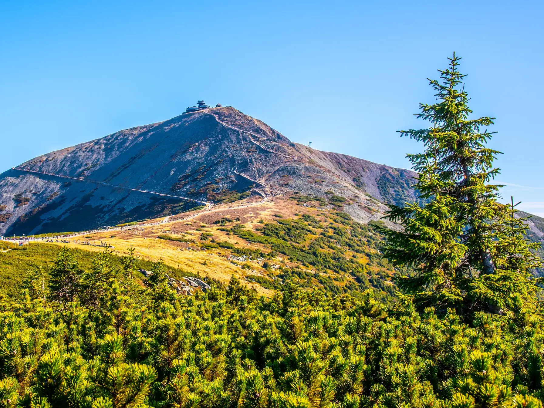 Blick über Bergkiefern auf die markante Schneekoppe im Riesengebirge bei strahlend blauem Himmel.