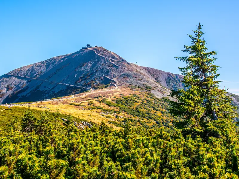 Blick über Bergkiefern auf die markante Schneekoppe im Riesengebirge bei strahlend blauem Himmel.