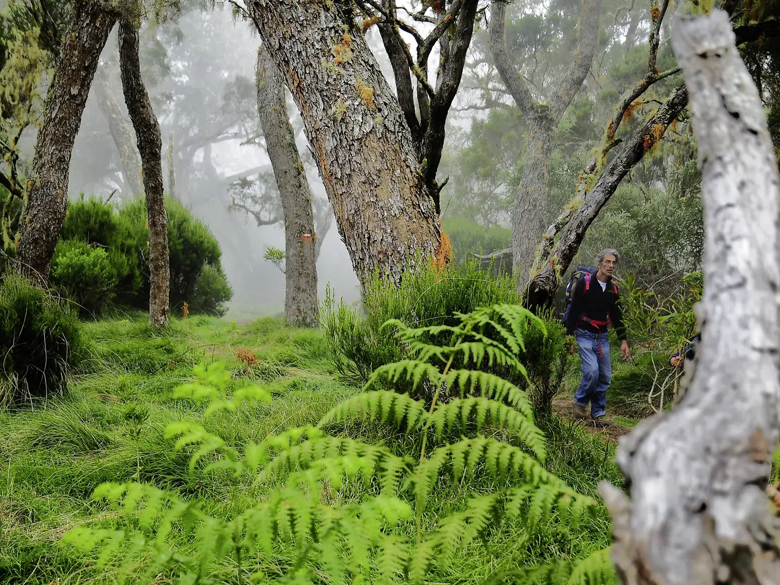 Ein Wanderer auf einem Trekking-Pfad durch den dichten, nebligen Regenwald von Bélouve mit üppigen Farnen auf La Réunion.