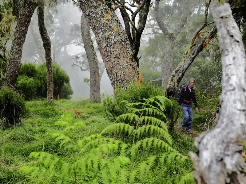 Ein Wanderer auf einem Trekking-Pfad durch den dichten, nebligen Regenwald von Bélouve mit üppigen Farnen auf La Réunion.