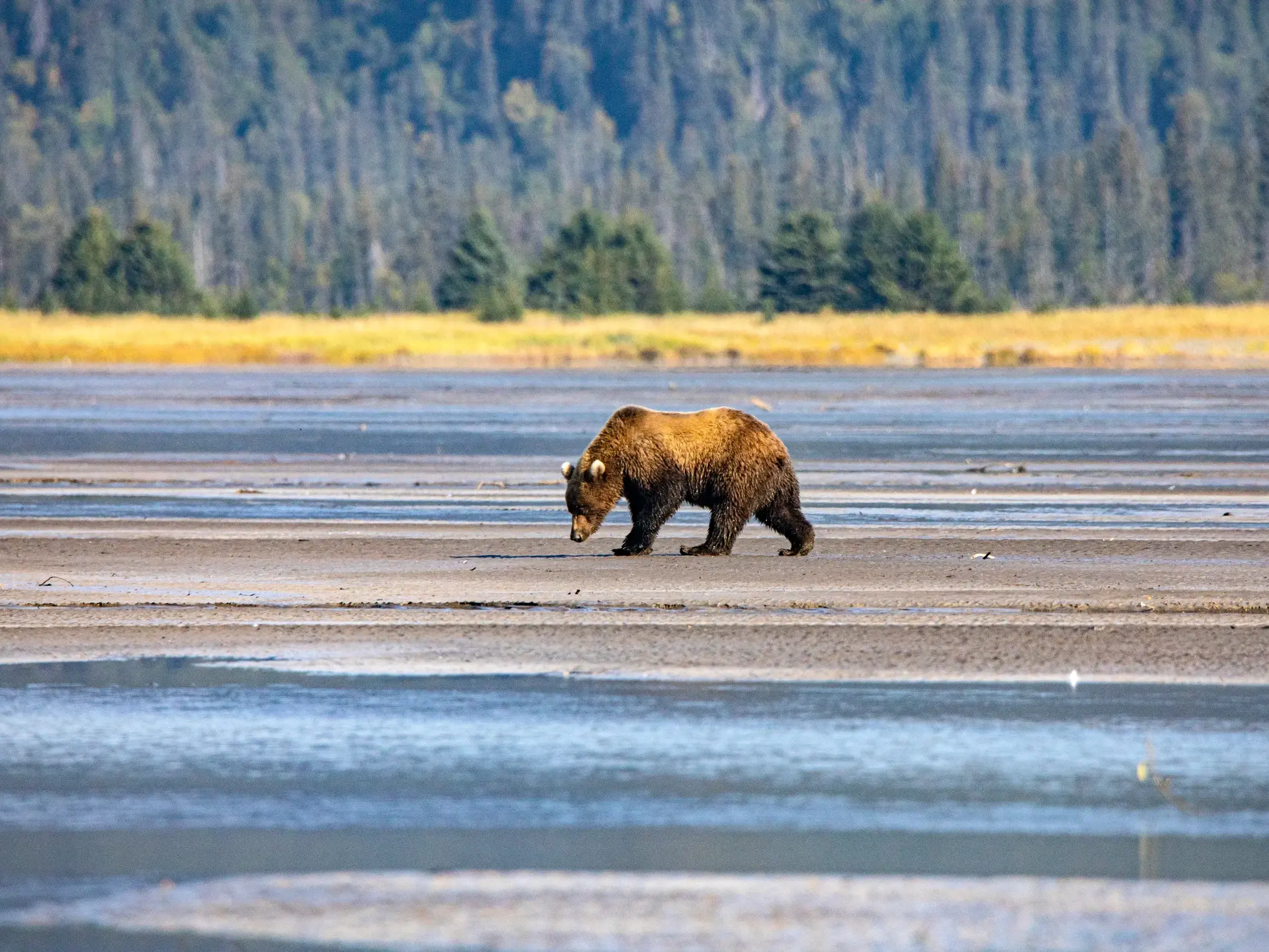 Ein stattlicher Braunbär durchstreift eine für Alaska typische Tundralandschaft.