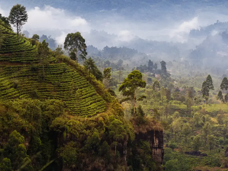 Dicht bewachsene, grüne Teeplantagen an einem Hang im nebligen Bergland von Sri Lanka bei Nuwara Eliya.
