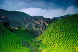 Saftig grüne, wellenförmige Reisterrassen von Longji in China, mit einem traditionellen Dorf zwischen den Hügeln.