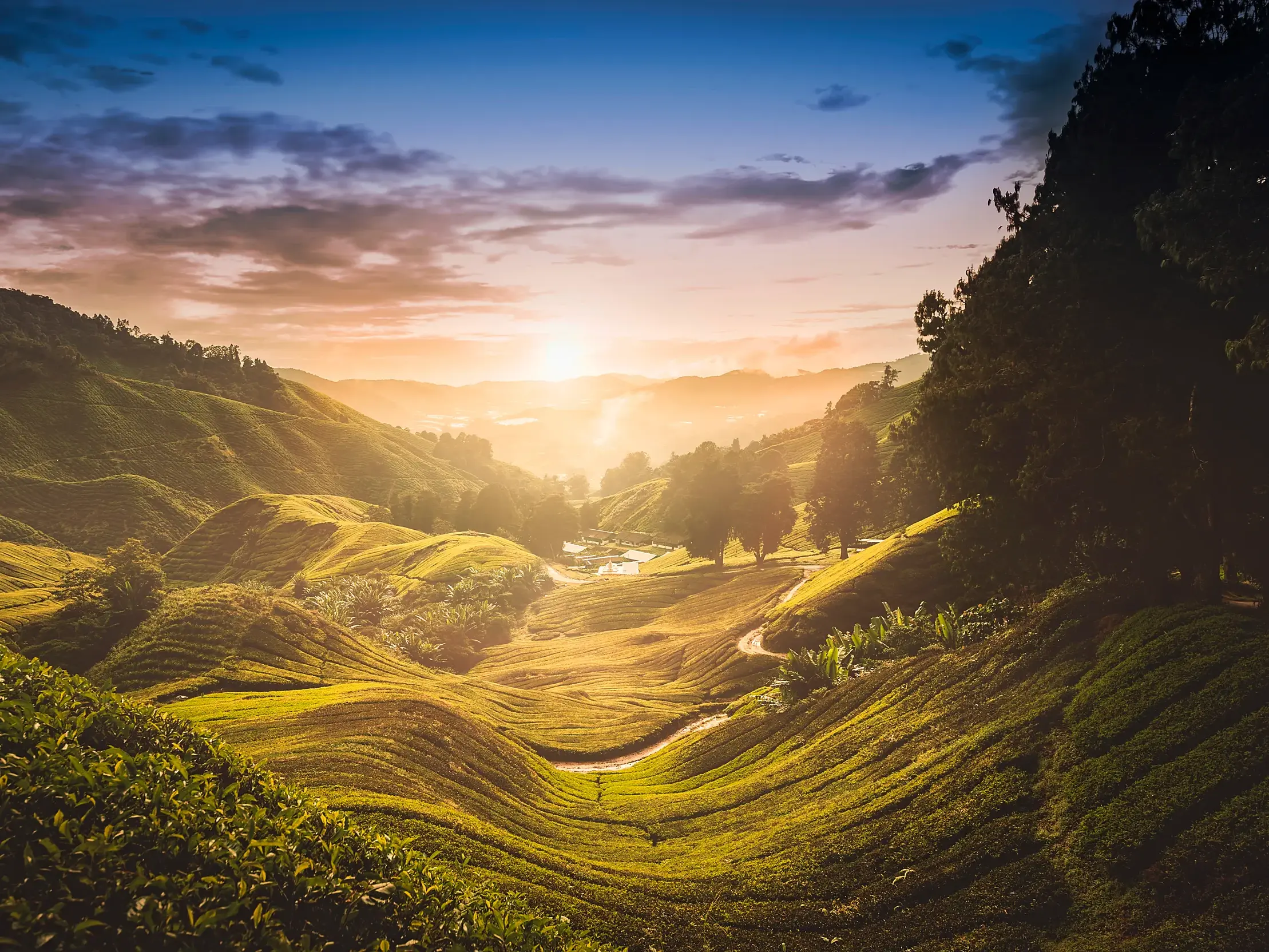 Goldener Sonnenaufgang über den weitläufigen, saftig grünen Teeplantagen in den Cameron Highlands auf einer Rundreise in Malaysia.
