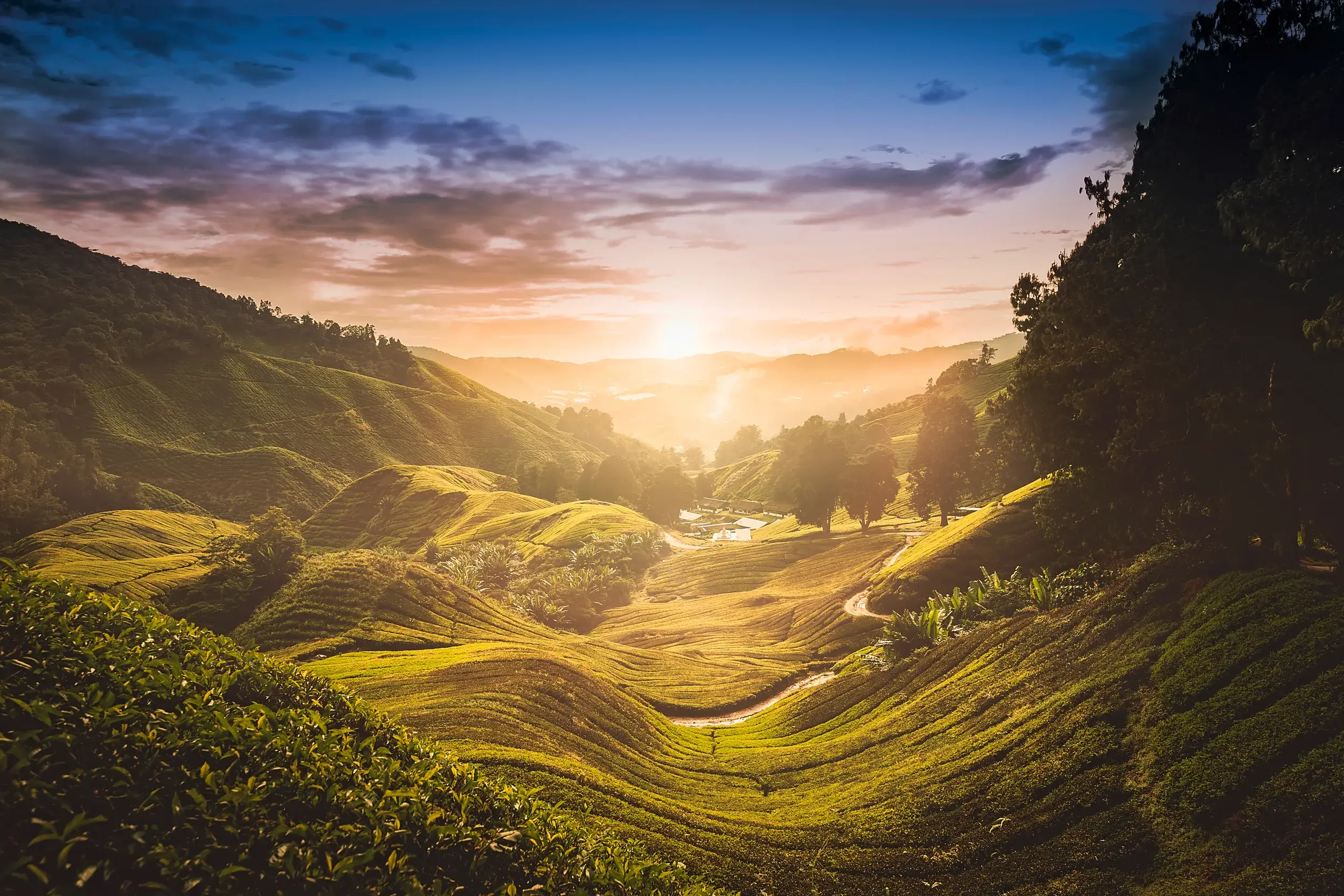 Goldener Sonnenaufgang über den weitläufigen, saftig grünen Teeplantagen in den Cameron Highlands auf einer Rundreise in Malaysia.
