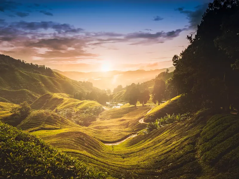 Goldener Sonnenaufgang über den weitläufigen, saftig grünen Teeplantagen in den Cameron Highlands auf einer Rundreise in Malaysia.