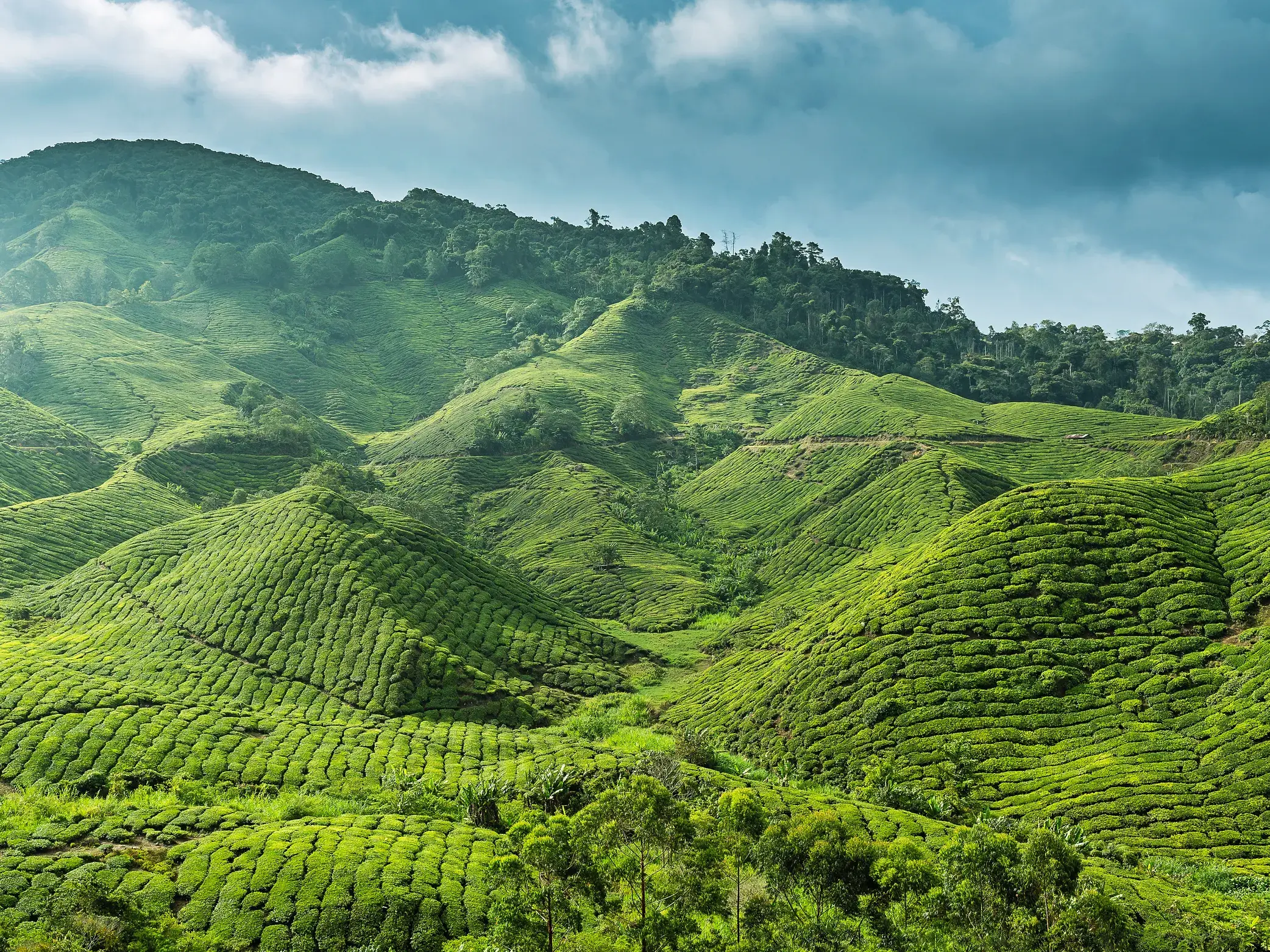 Weitläufige, saftig grüne Teeplantagen bedecken die hügelige Landschaft der Cameron Highlands in Malaysia unter bewölktem Himmel.