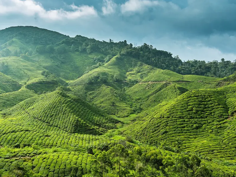 Weitläufige, saftig grüne Teeplantagen bedecken die hügelige Landschaft der Cameron Highlands in Malaysia unter bewölktem Himmel.