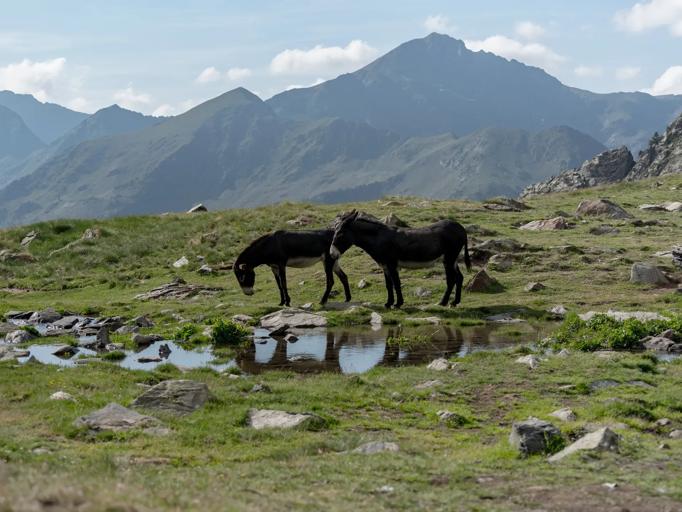 Zwei Esel an einer Wasserstelle auf einer grünen Alm während einer Wanderreise in der Bergwelt der Pyrenäen von Andorra.