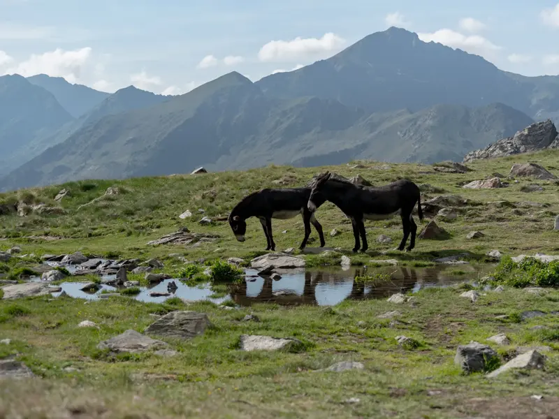 Zwei dunkle Maultiere an einer Wasserstelle auf einer Alm in den Pyrenäen Andorras mit einer Bergkette im Hintergrund.