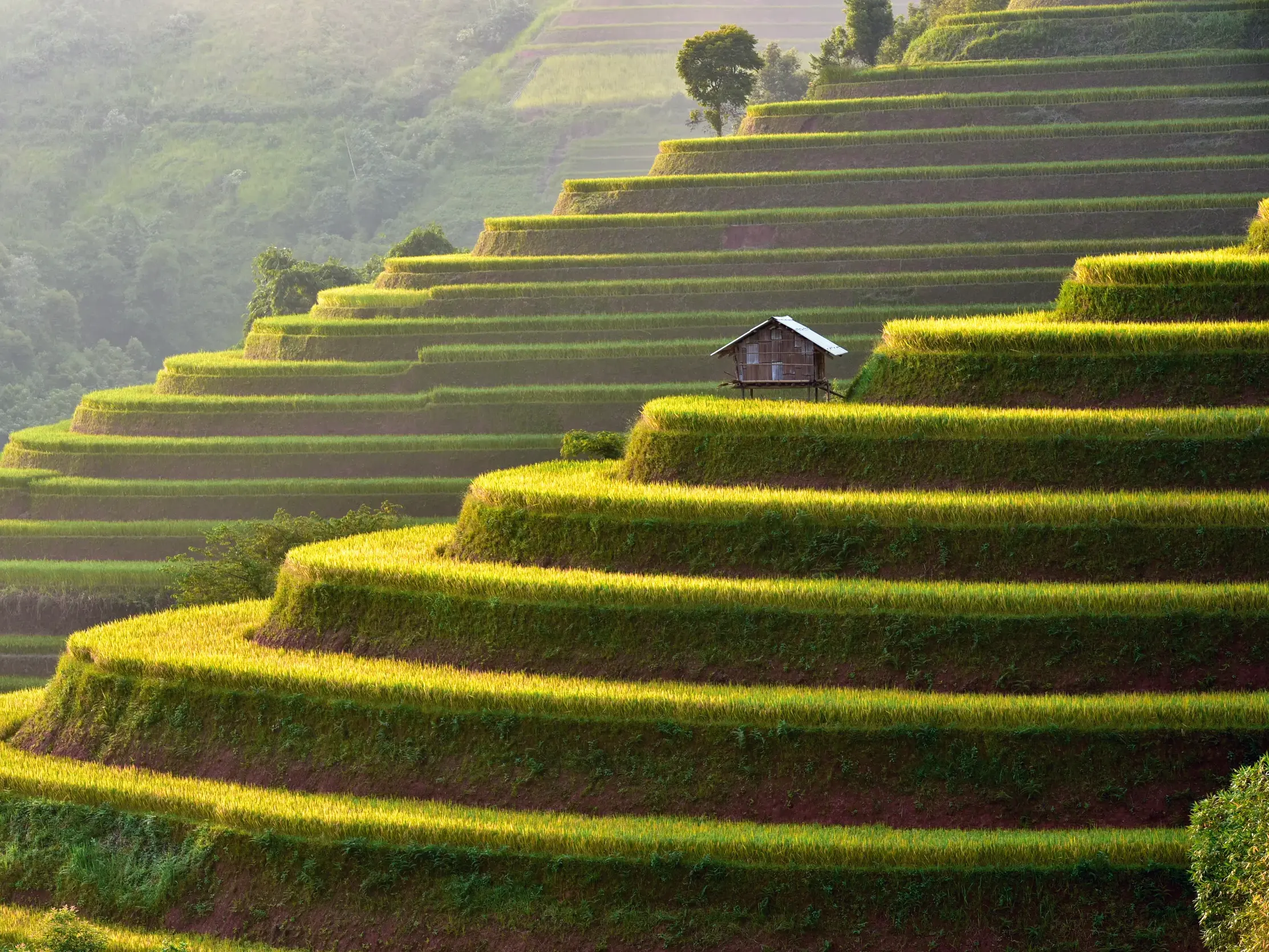 Goldgrün leuchtende Reisterrassen in den Bergen von Sapa, Vietnam, mit einer kleinen Holzhütte auf einer der Stufen.