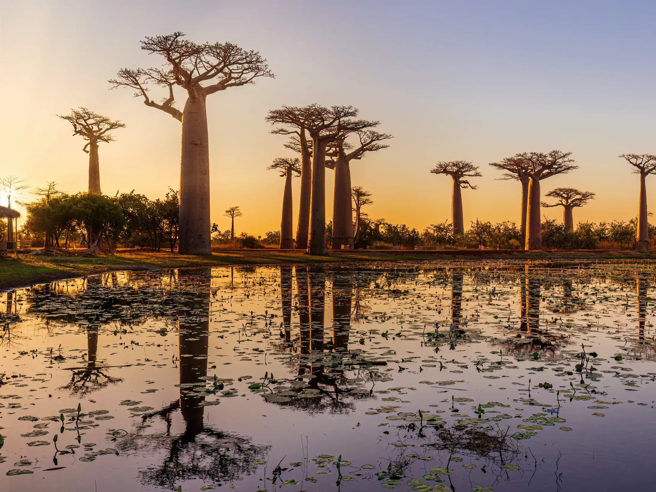 Majestätische Baobab-Bäume der Baobab-Allee bei Morondava spiegeln sich im warmen Licht des Sonnenuntergangs im Wasser.