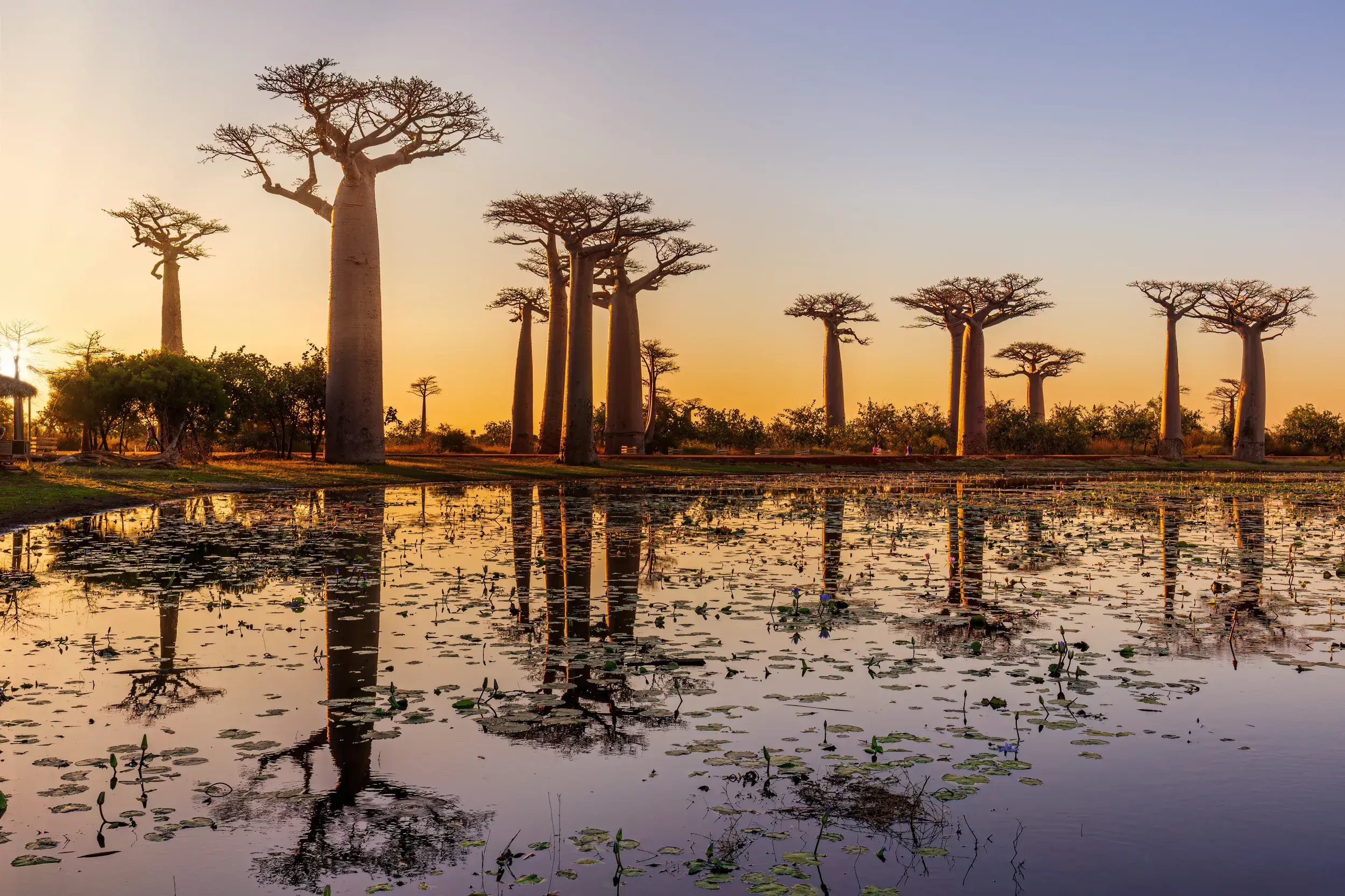 Majestätische Baobab-Bäume der Baobab-Allee bei Morondava spiegeln sich im warmen Licht des Sonnenuntergangs im Wasser.